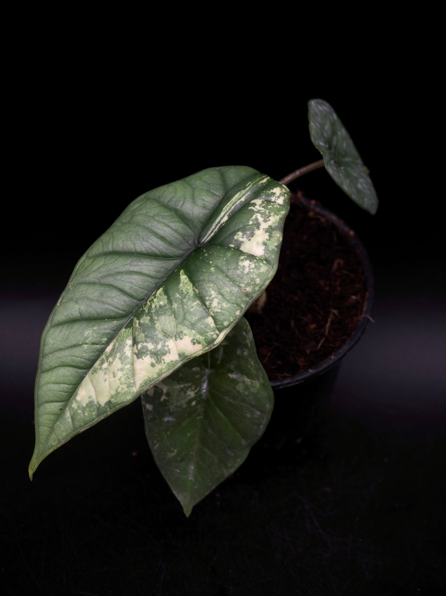 Alocasia Platinum Albo