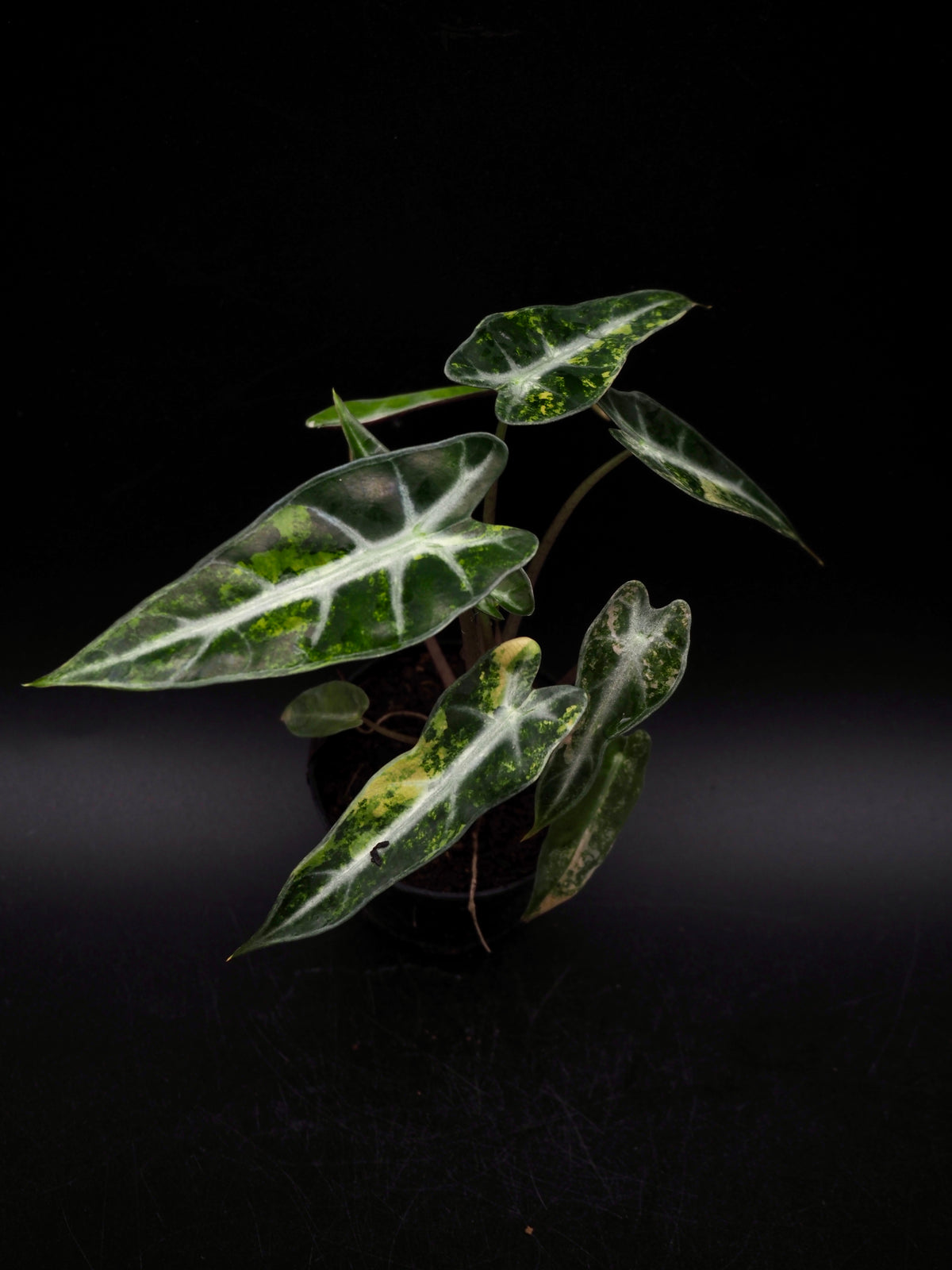 Alocasia Bambi Aurea