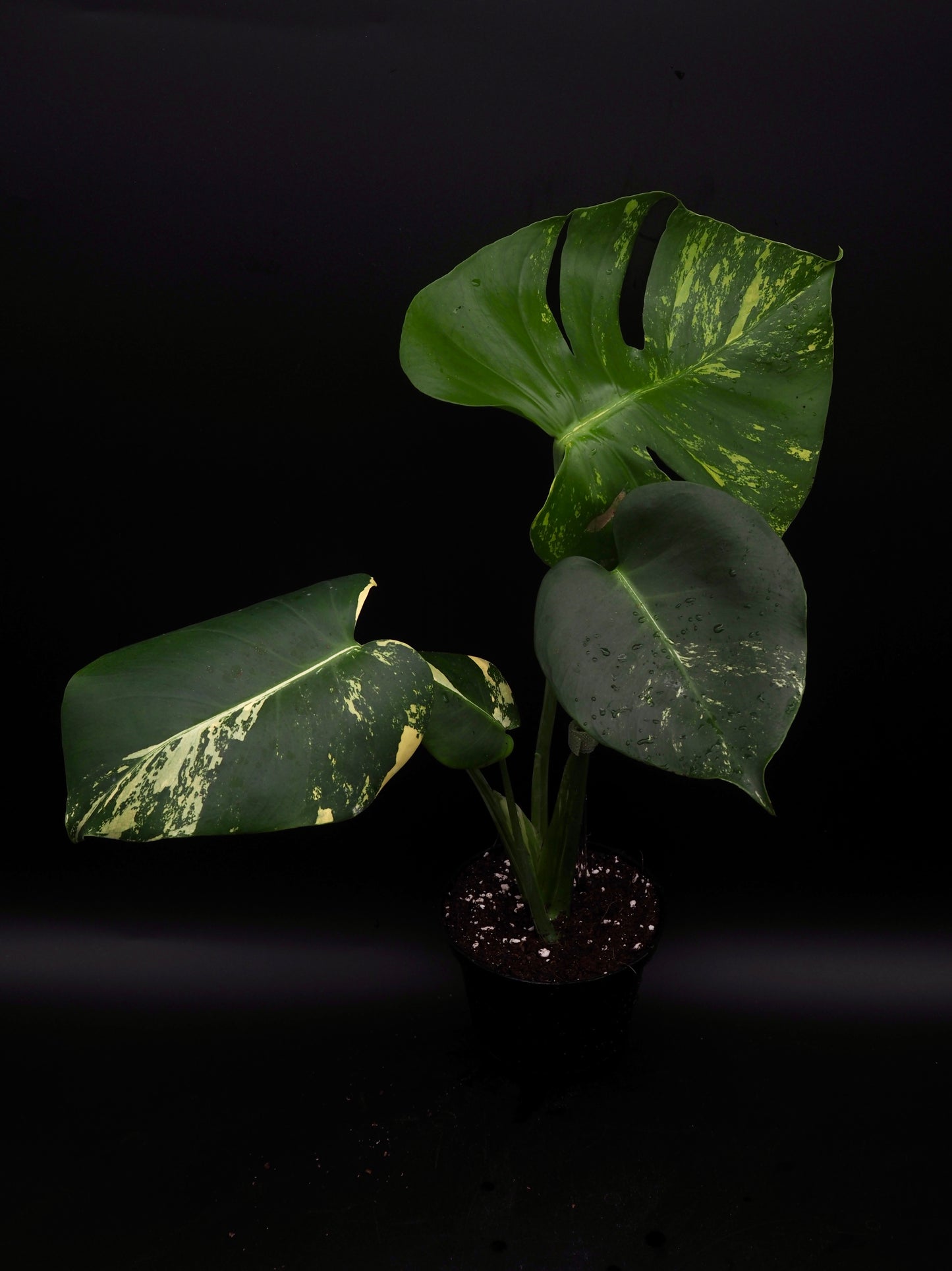 Monstera Deliciosa Lemon Pom Pom