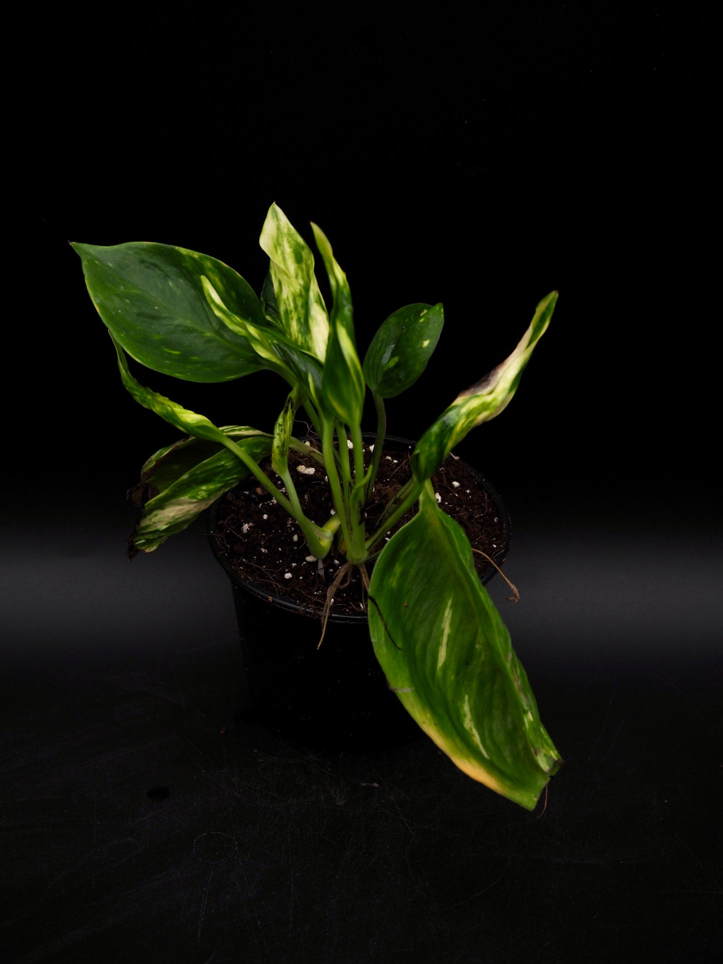 Epipremnum aureum Shangri La Variegata