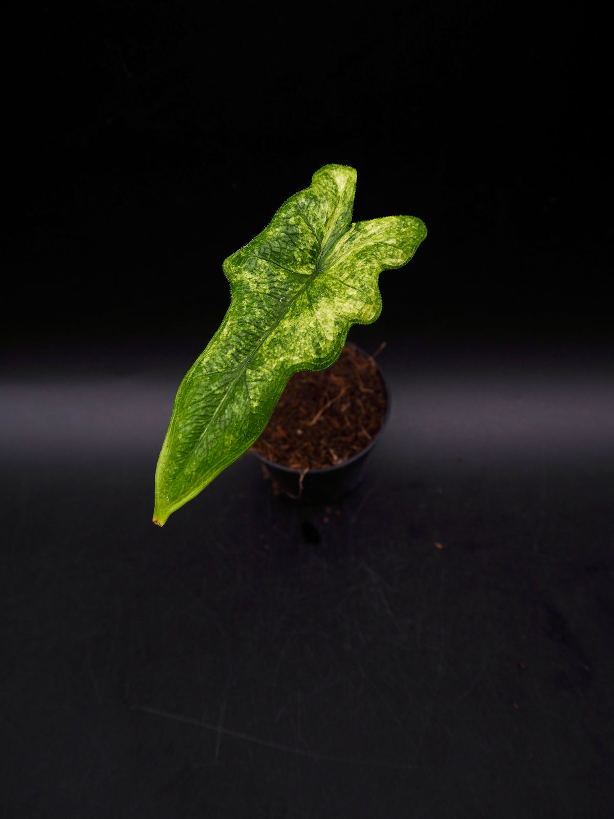Alocasia Jacklyn Mystik Variegata