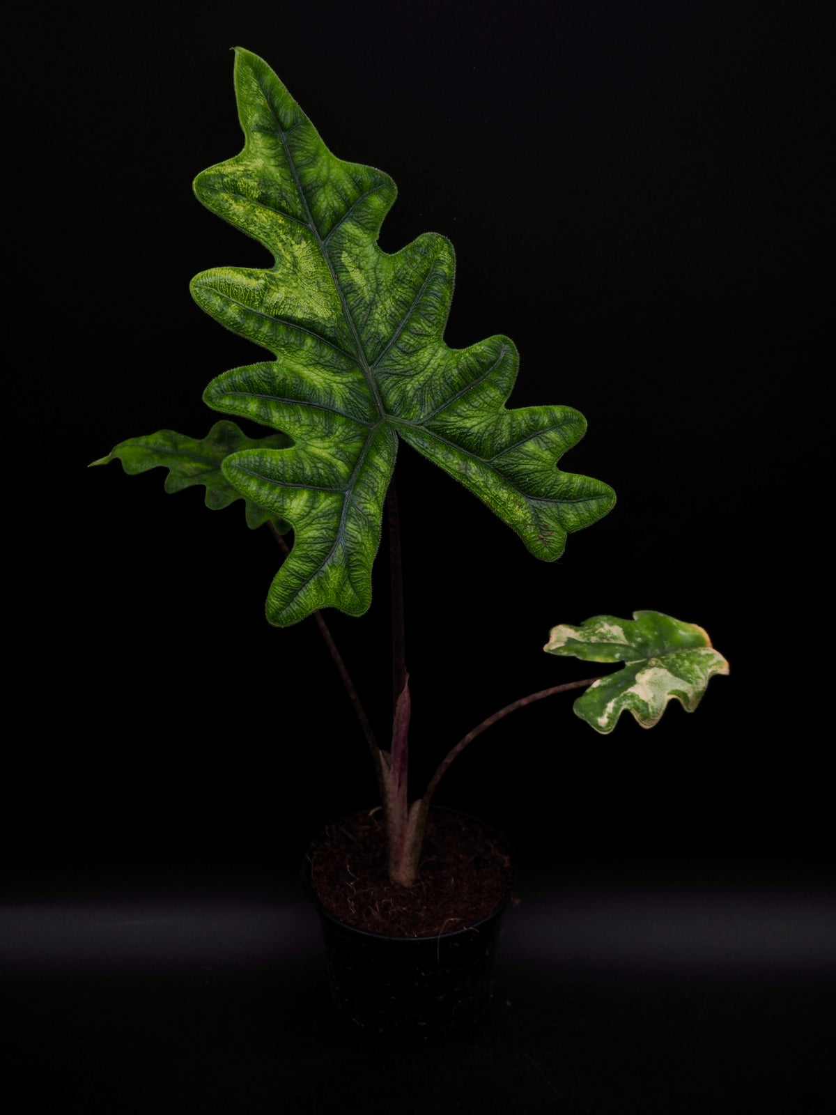 Alocasia Jacklyn Aurea Variegata