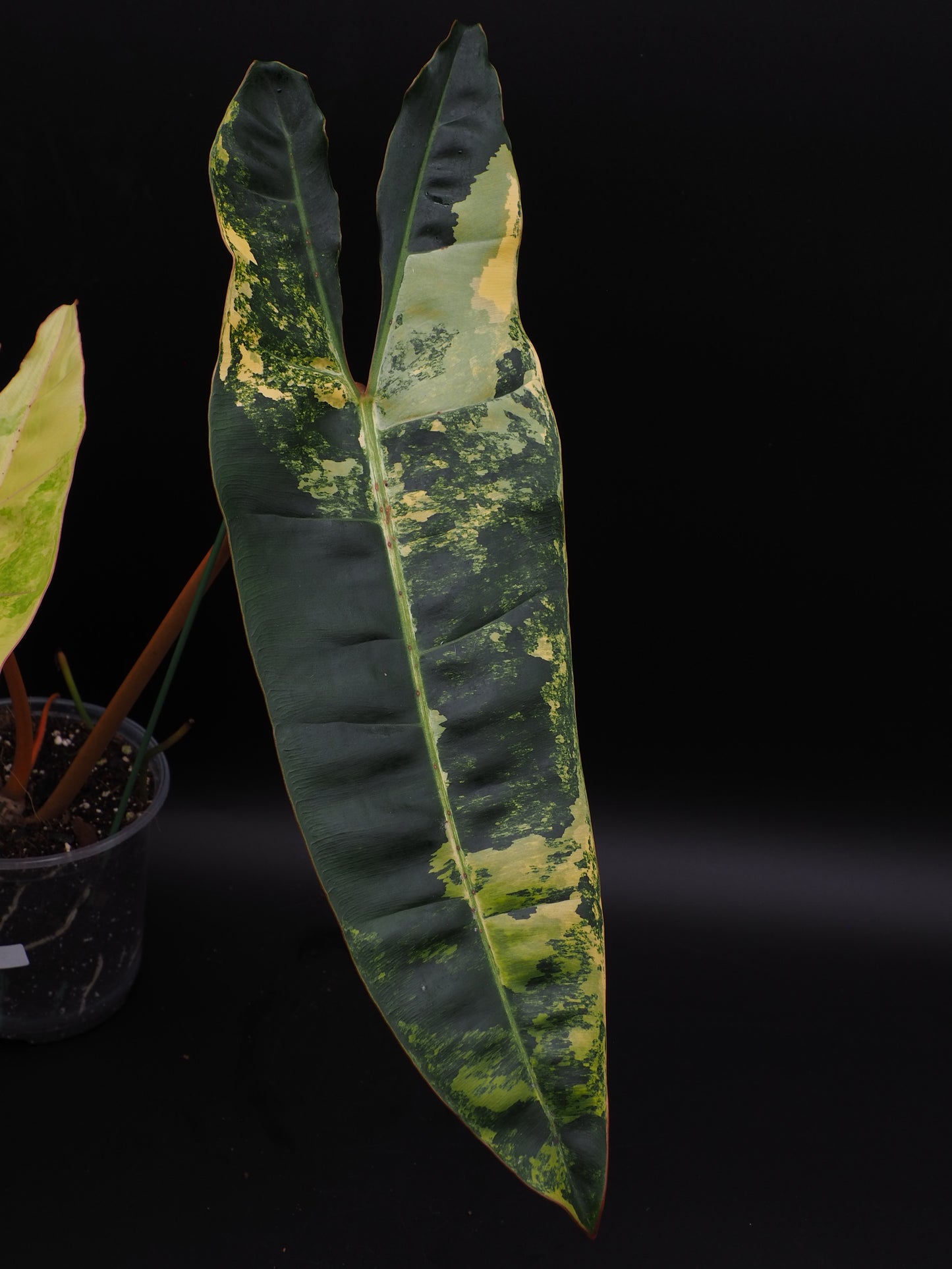 Philodendron Billietiae Variegata