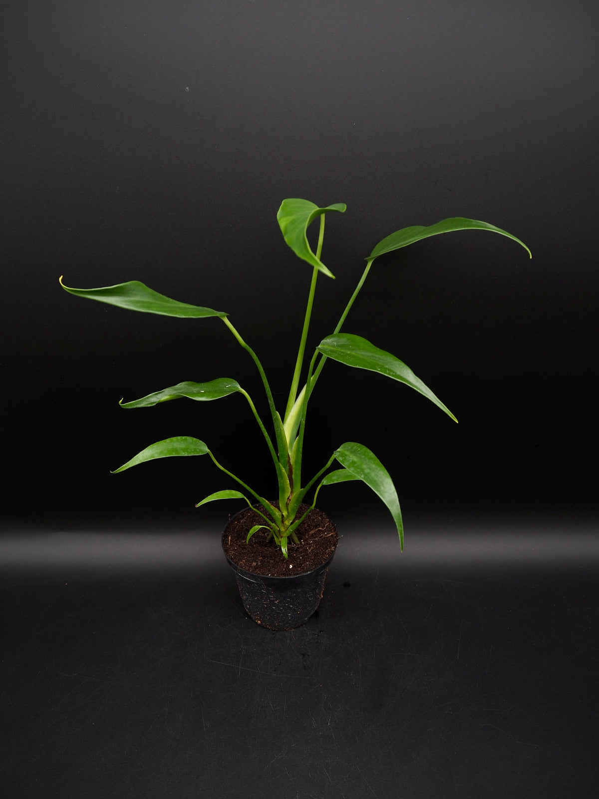 Monstera Burle Marx Flame