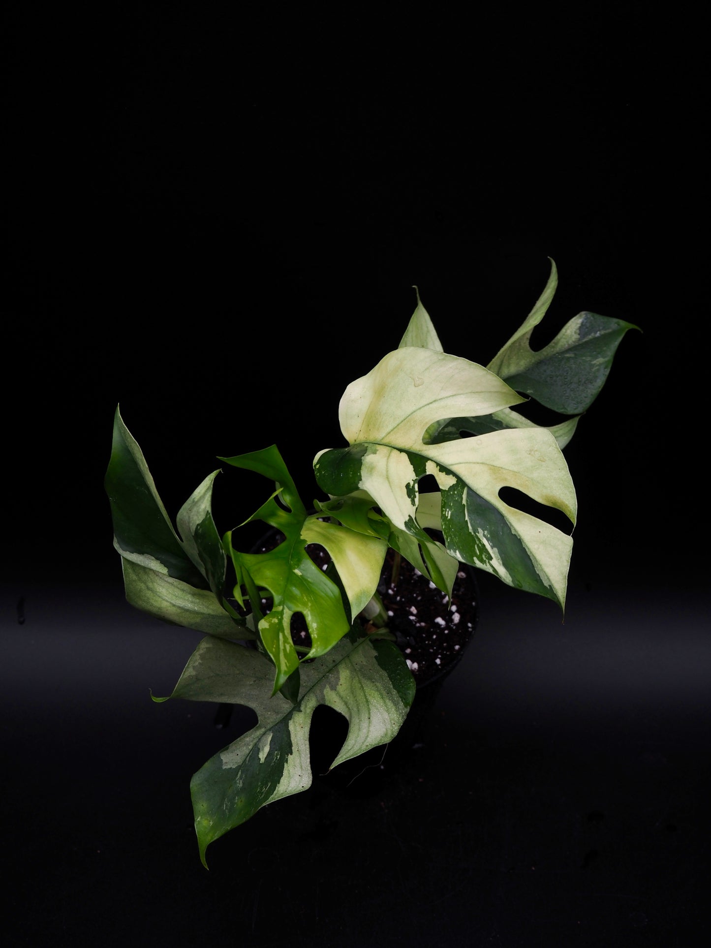 Rhaphidophora Tetrasperma Variegata