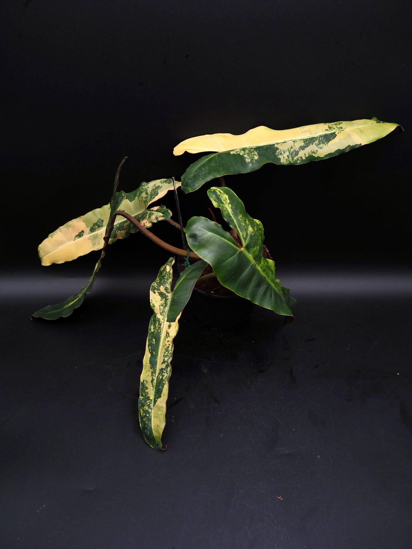 Philodendron Black Billietiae Variegata