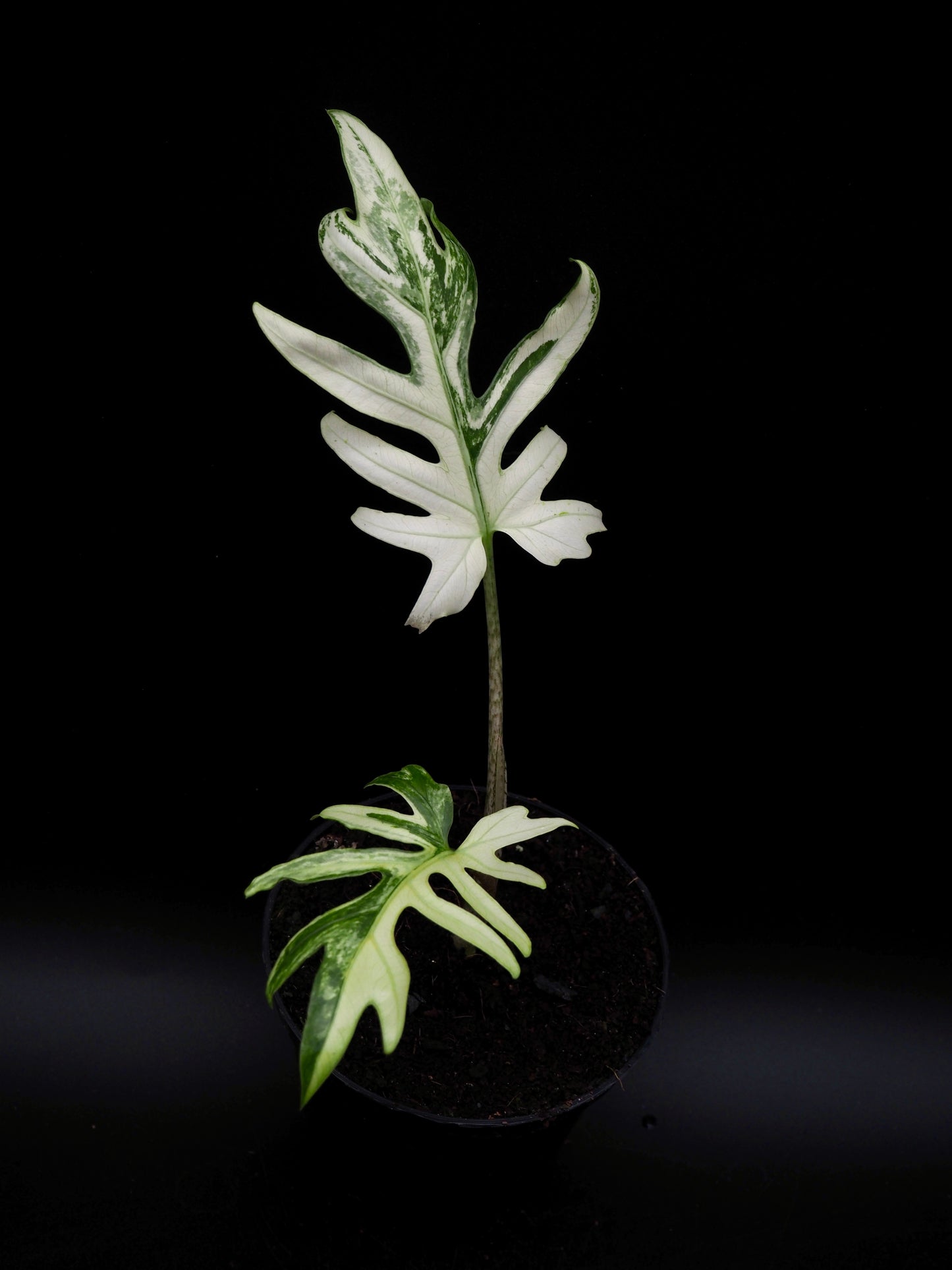 Alocasia Brancifolia Albo