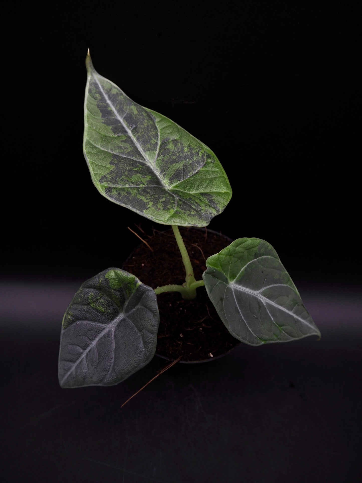 Alocasia Maharani Golden Lime