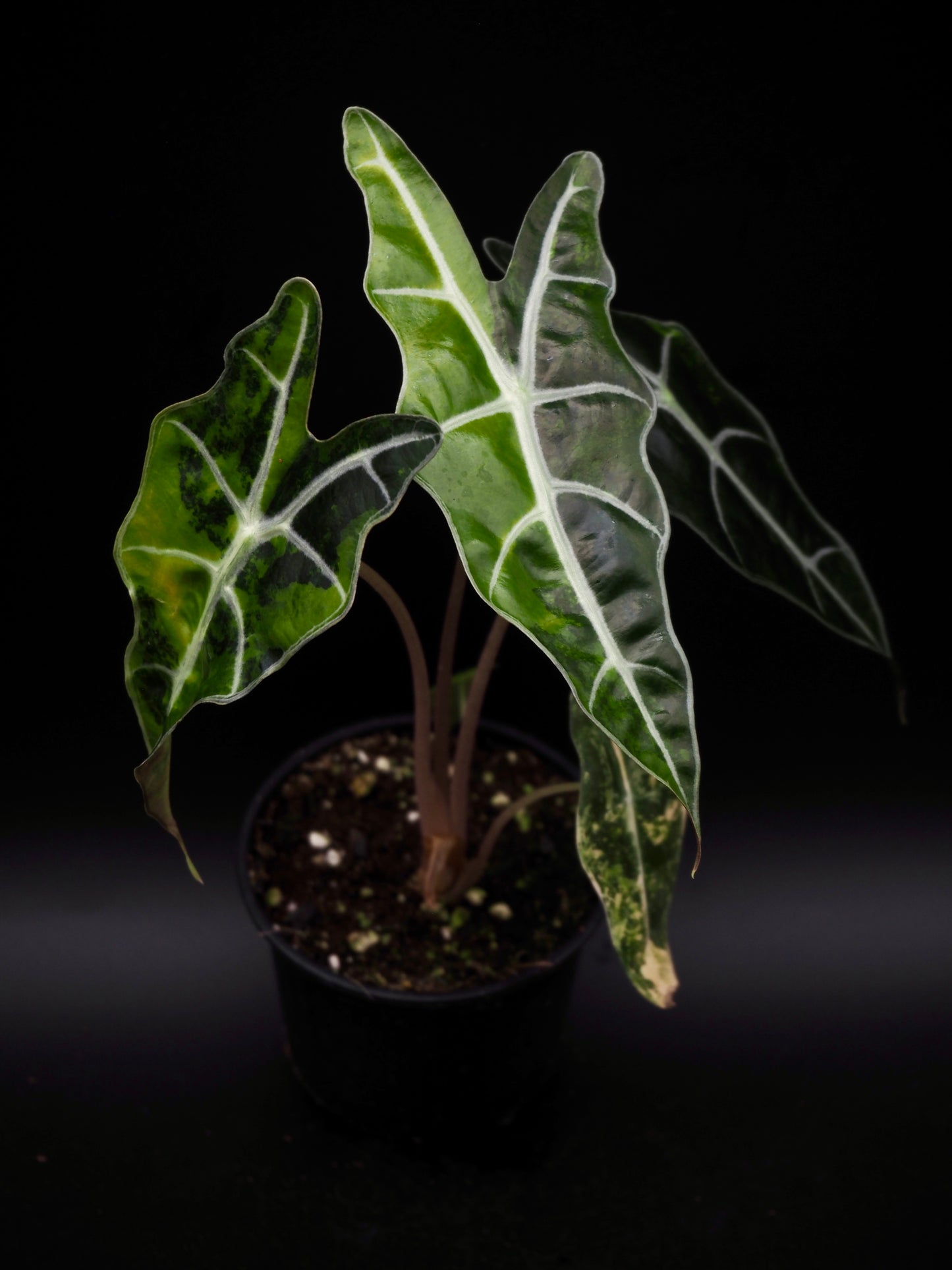 Alocasia Sanderiana Bull Aurea