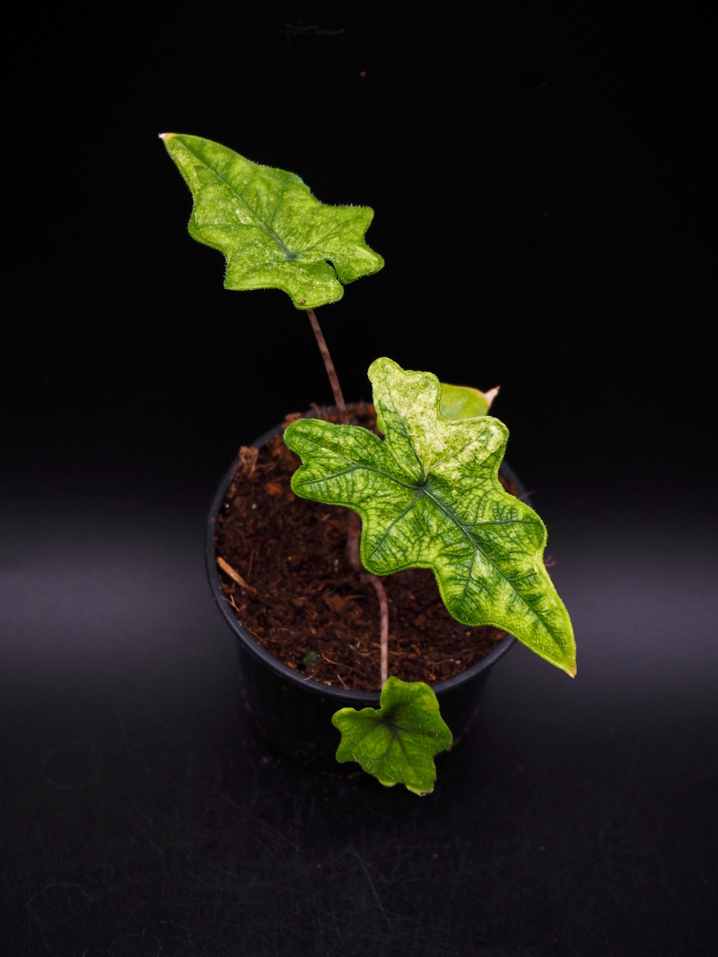 Alocasia Jacklyn Mystik Variegata
