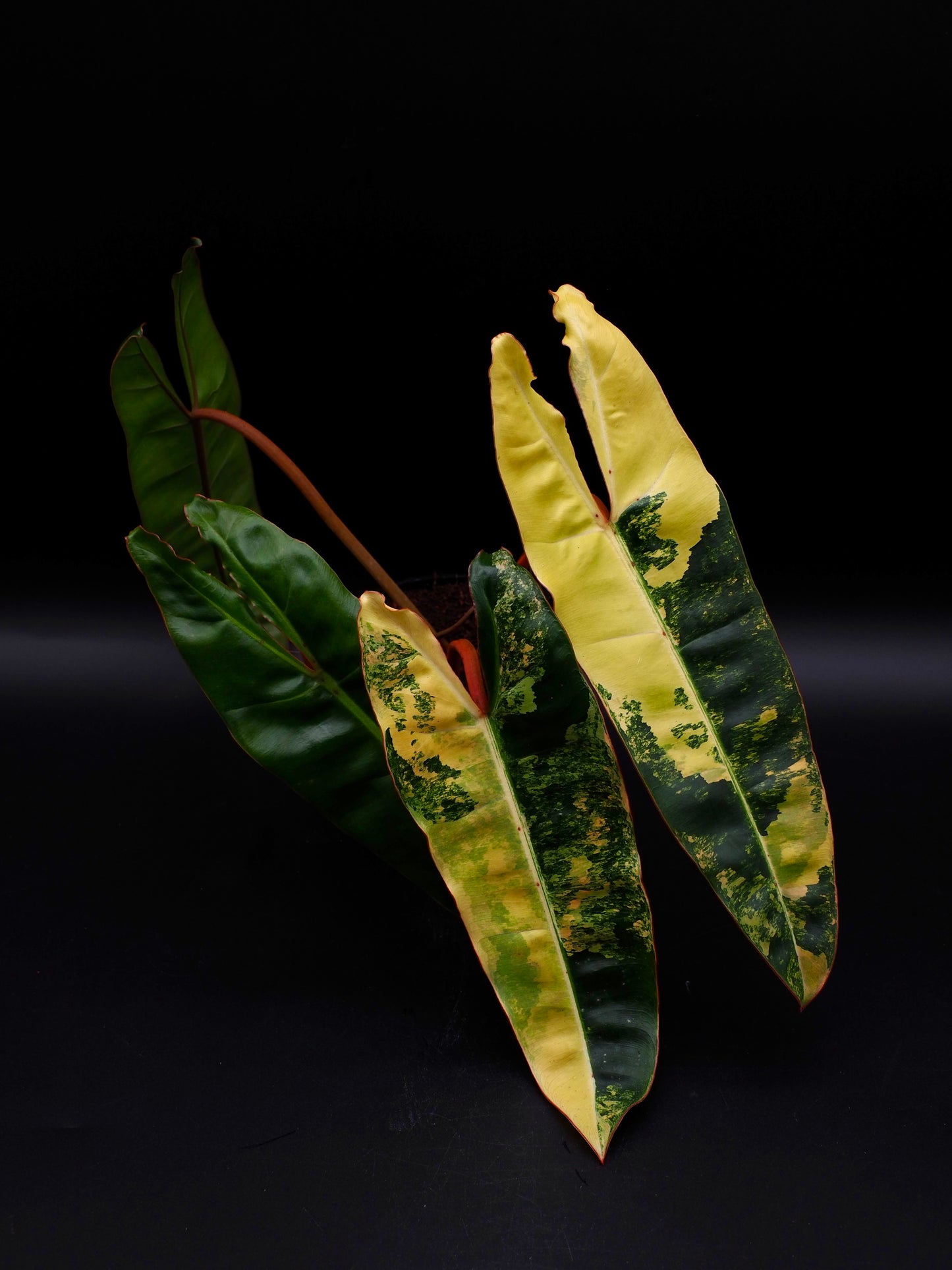 Philodendron Billietiae Variegata