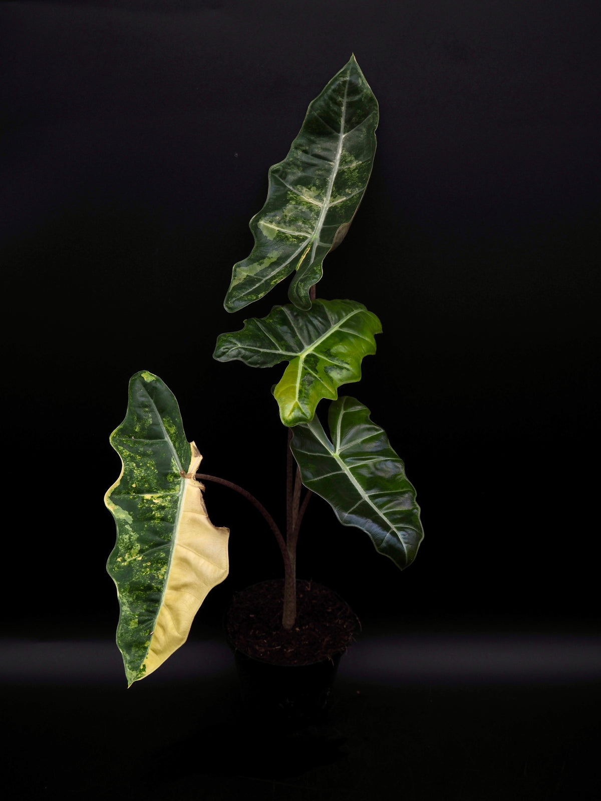 Alocasia Pseudo Sanderian Aurea