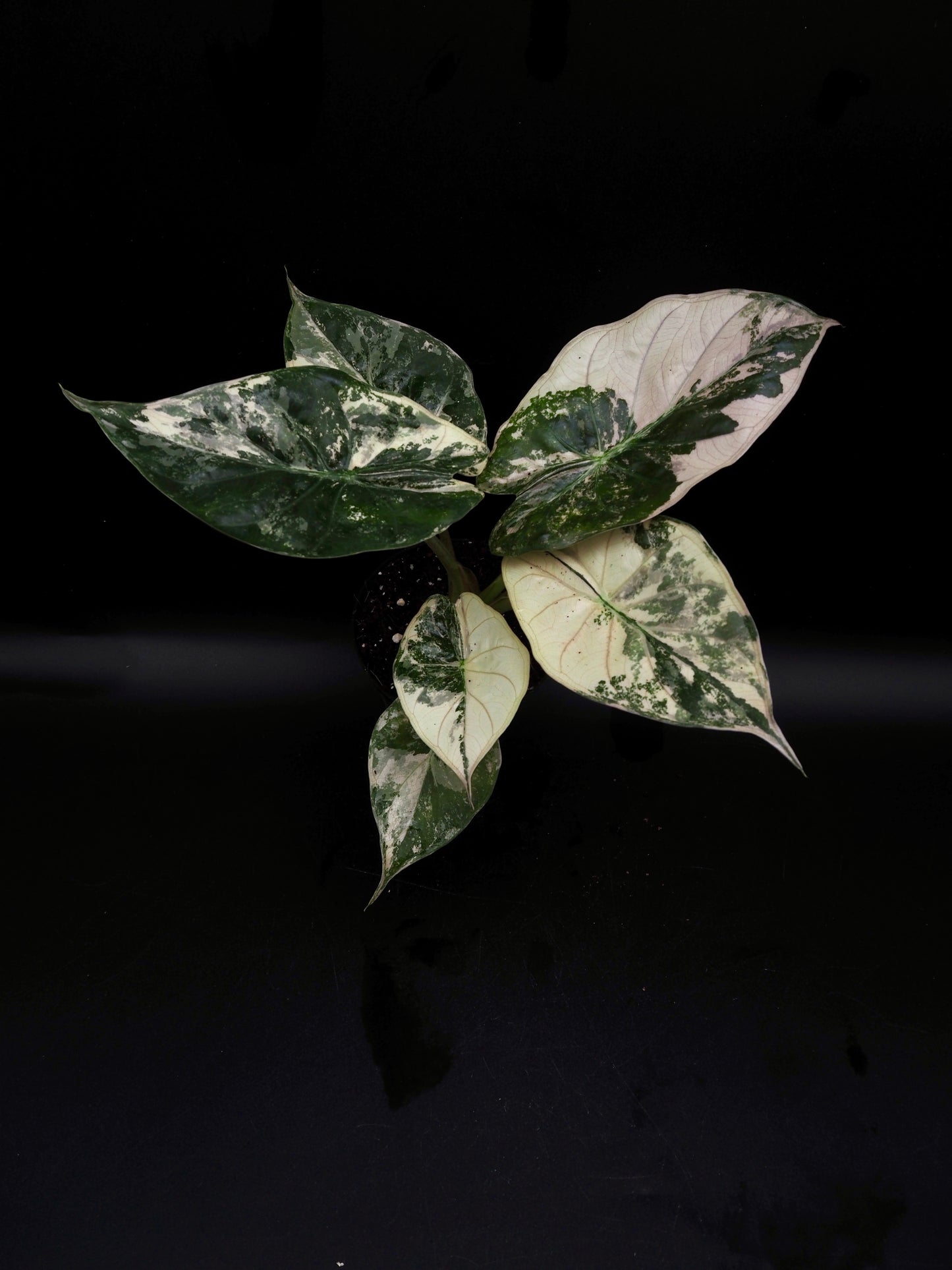 Alocasia Wentii Albo/Pink