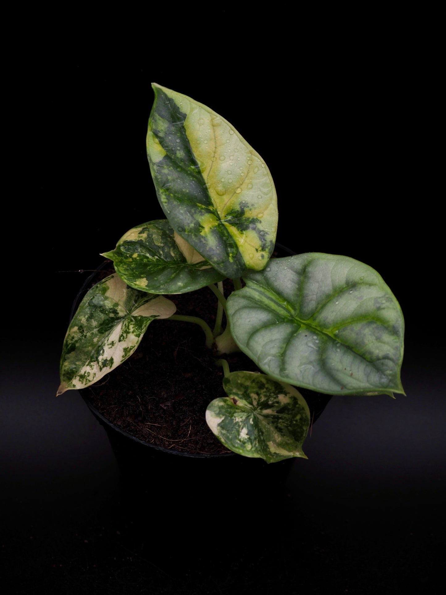 Alocasia Silver Dragon Aurea