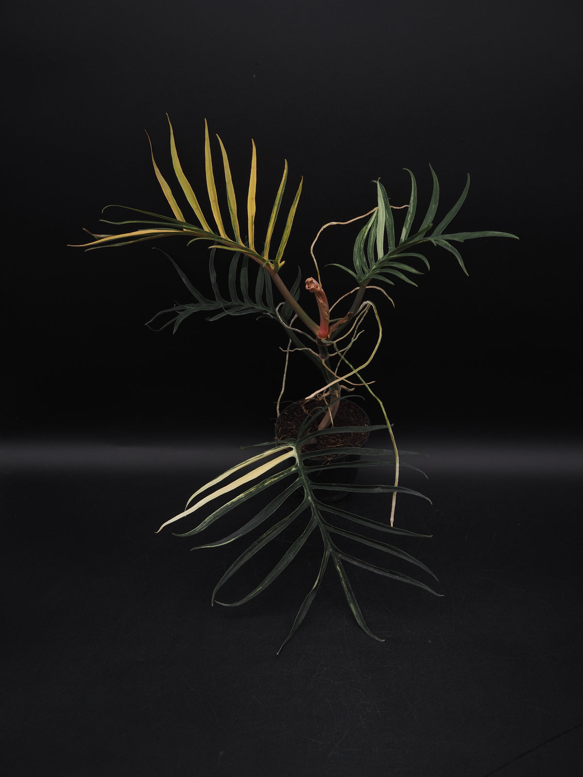 Philodendron Tortum Aurea