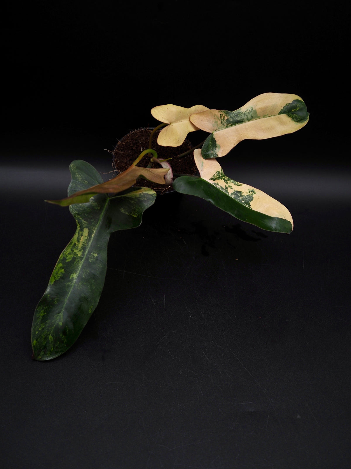 Philodendron Brown Beauty Black Billie X Flobe