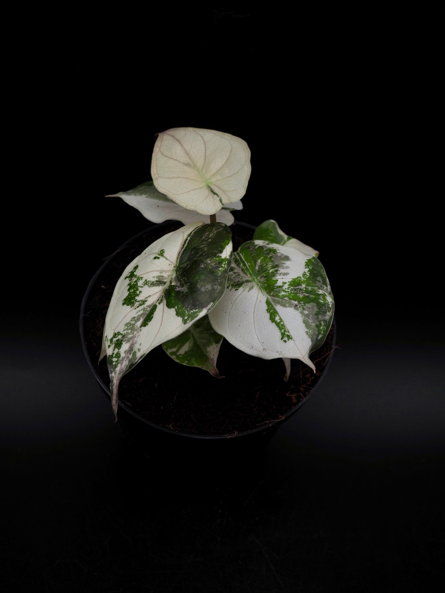 Alocasia Wentii Albo/Pink