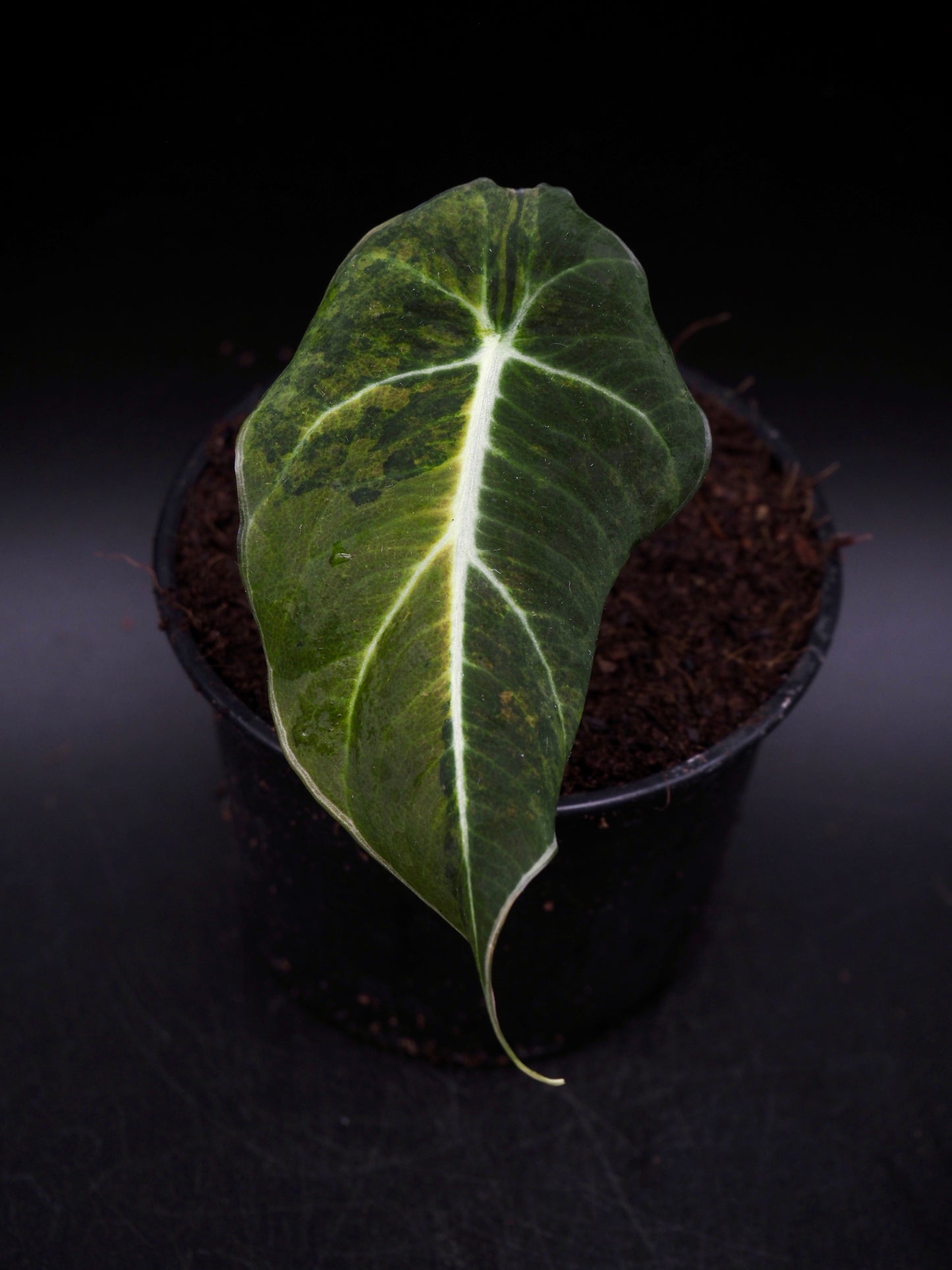 Alocasia Black Velvet Gold