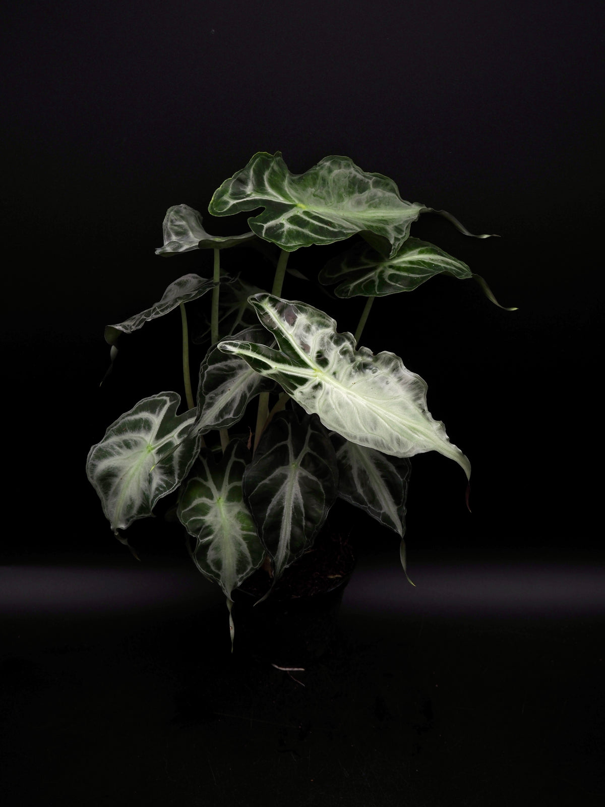 Alocasia Venom XL