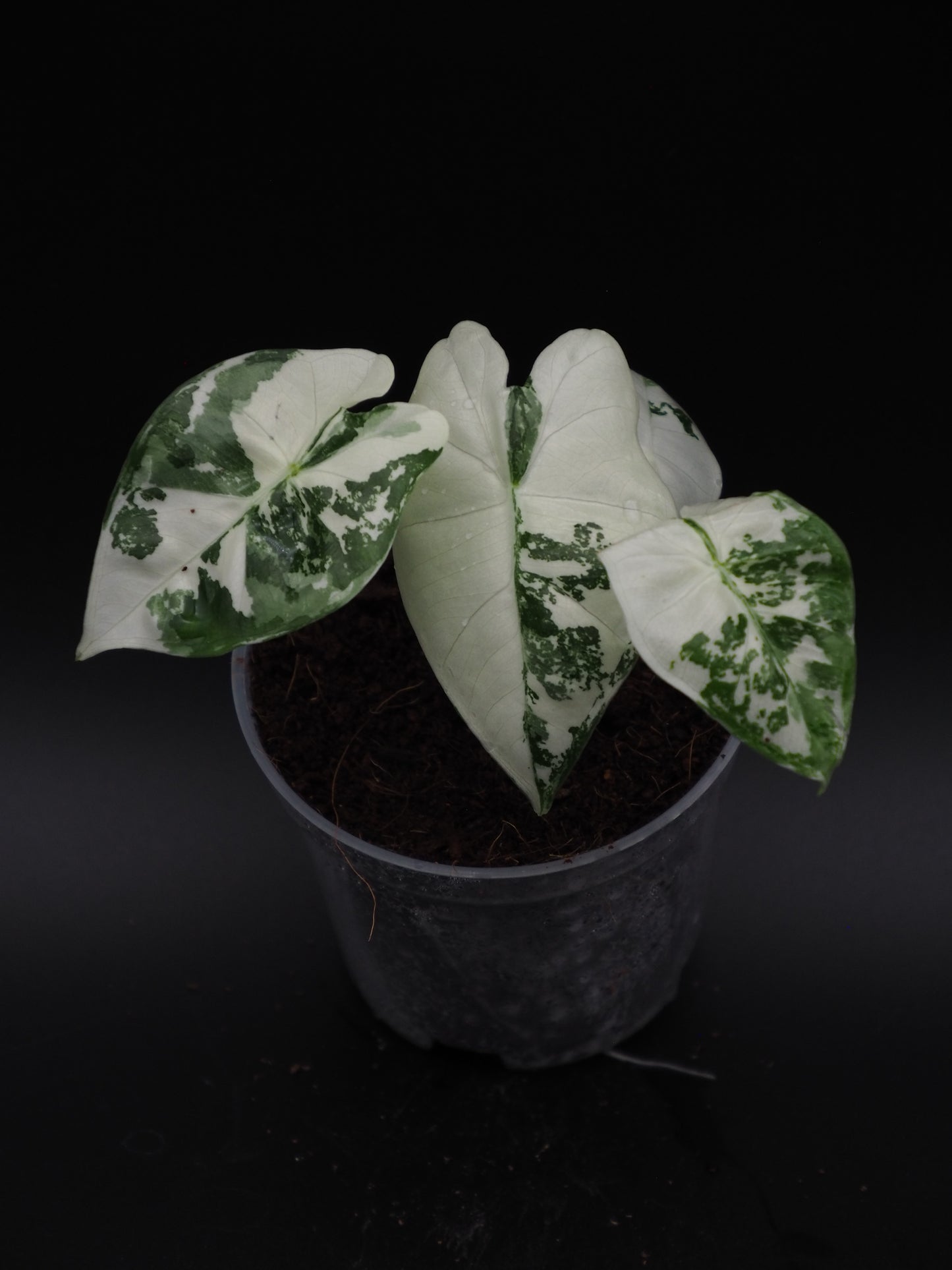 Alocasia Frydek Variegata