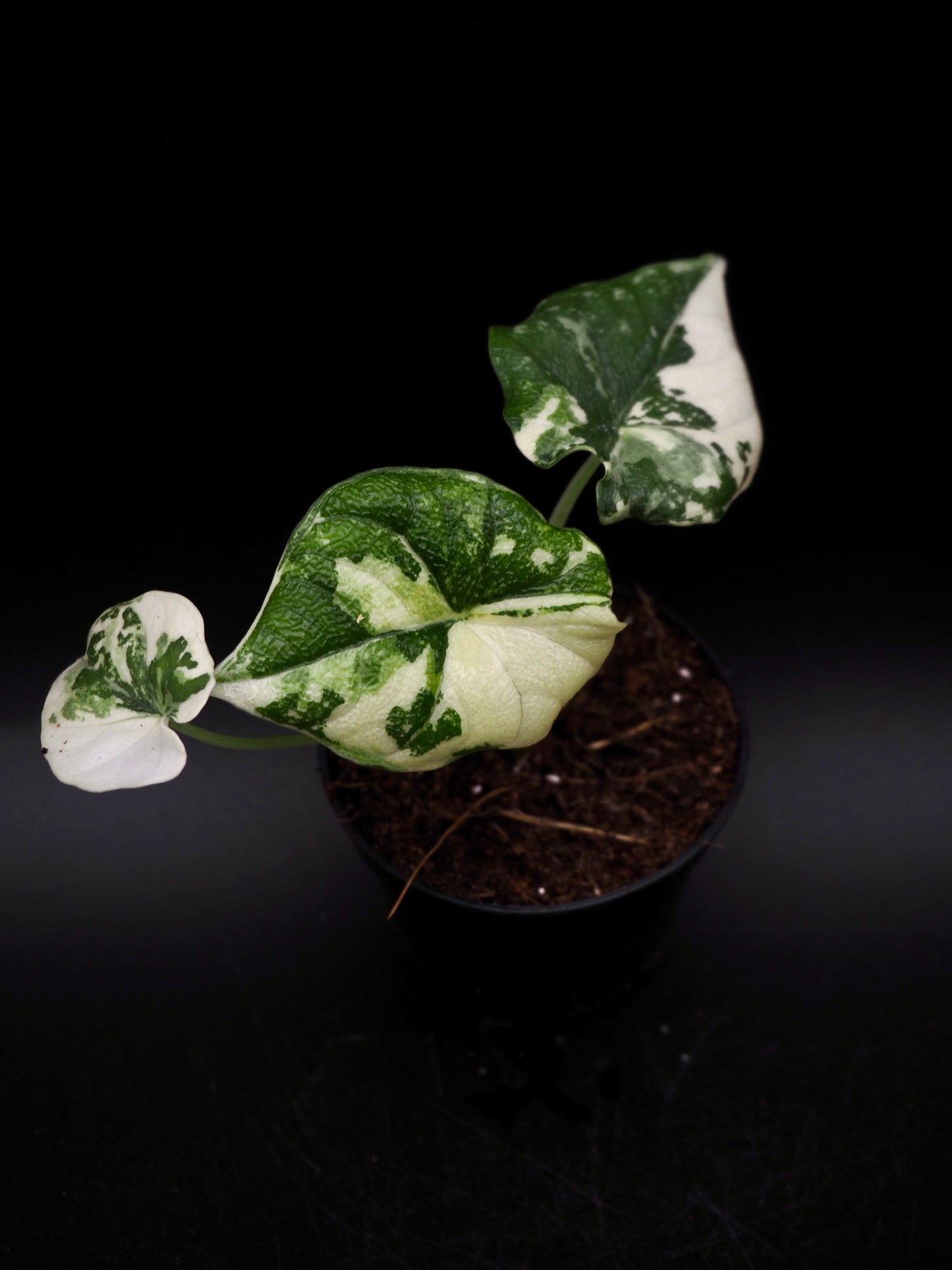 Alocasia Melo Albo