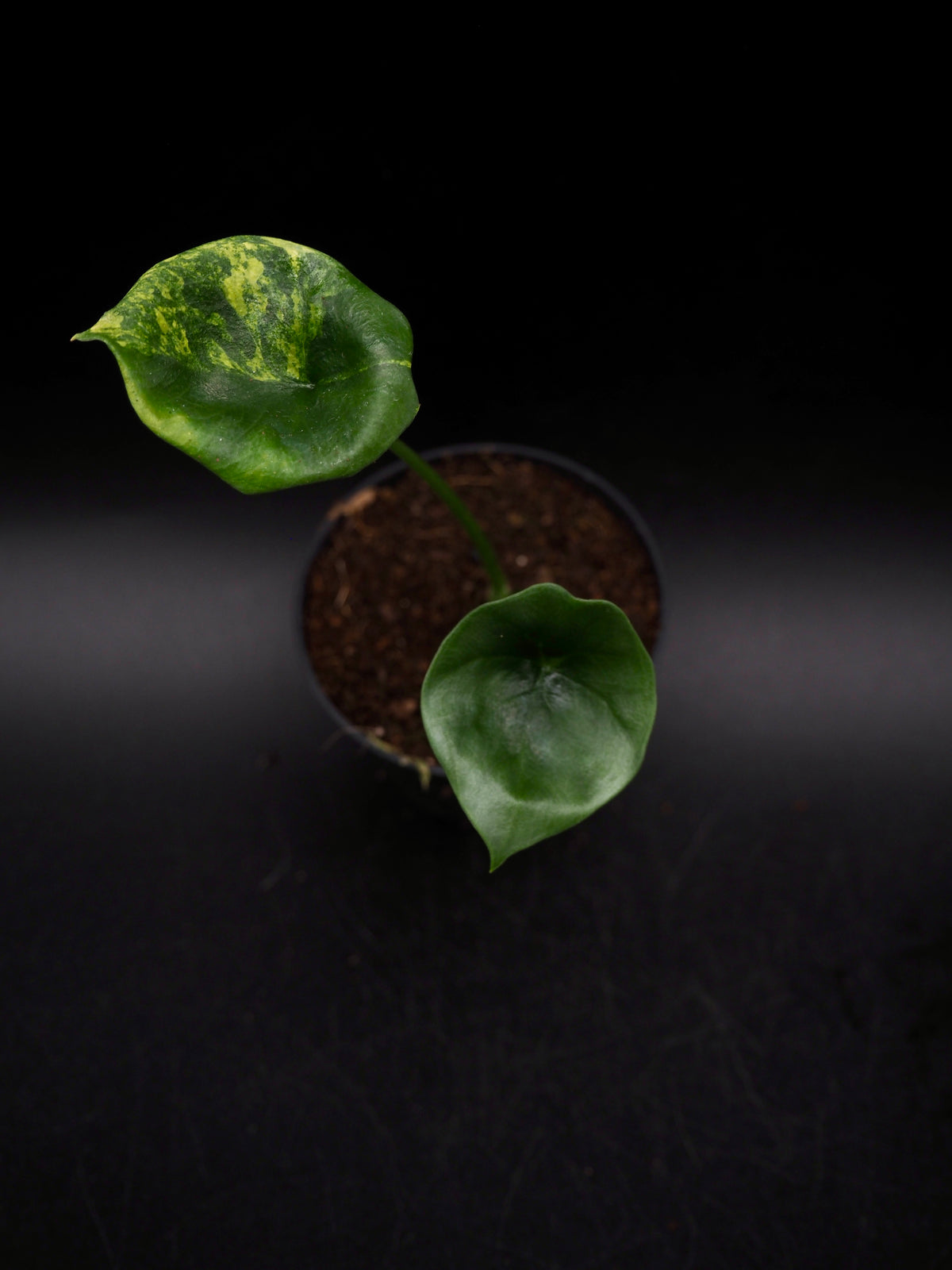 Alocasia Sinuata Aurea