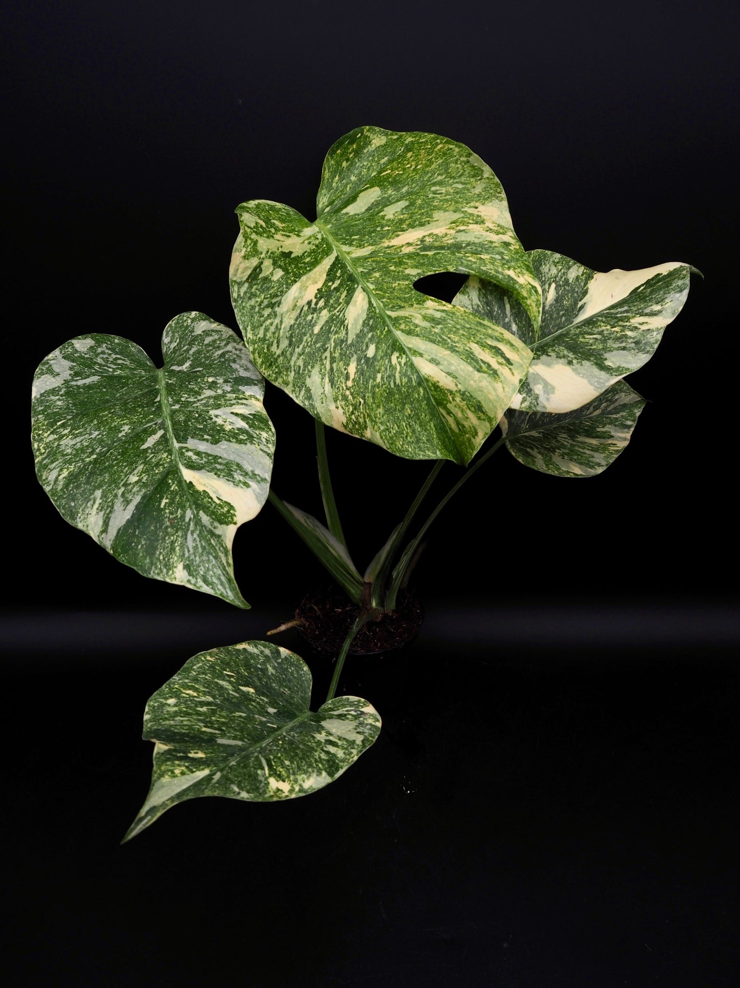Monstera Thai Constellation Legacy