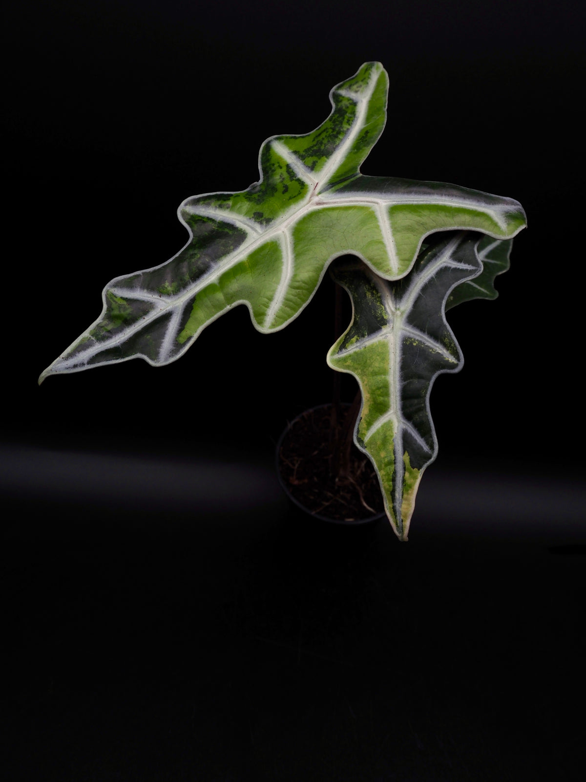 Alocasia Nobilis Aurea