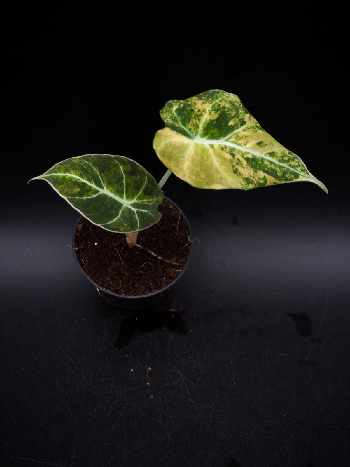 Alocasia Black Velvet Gold