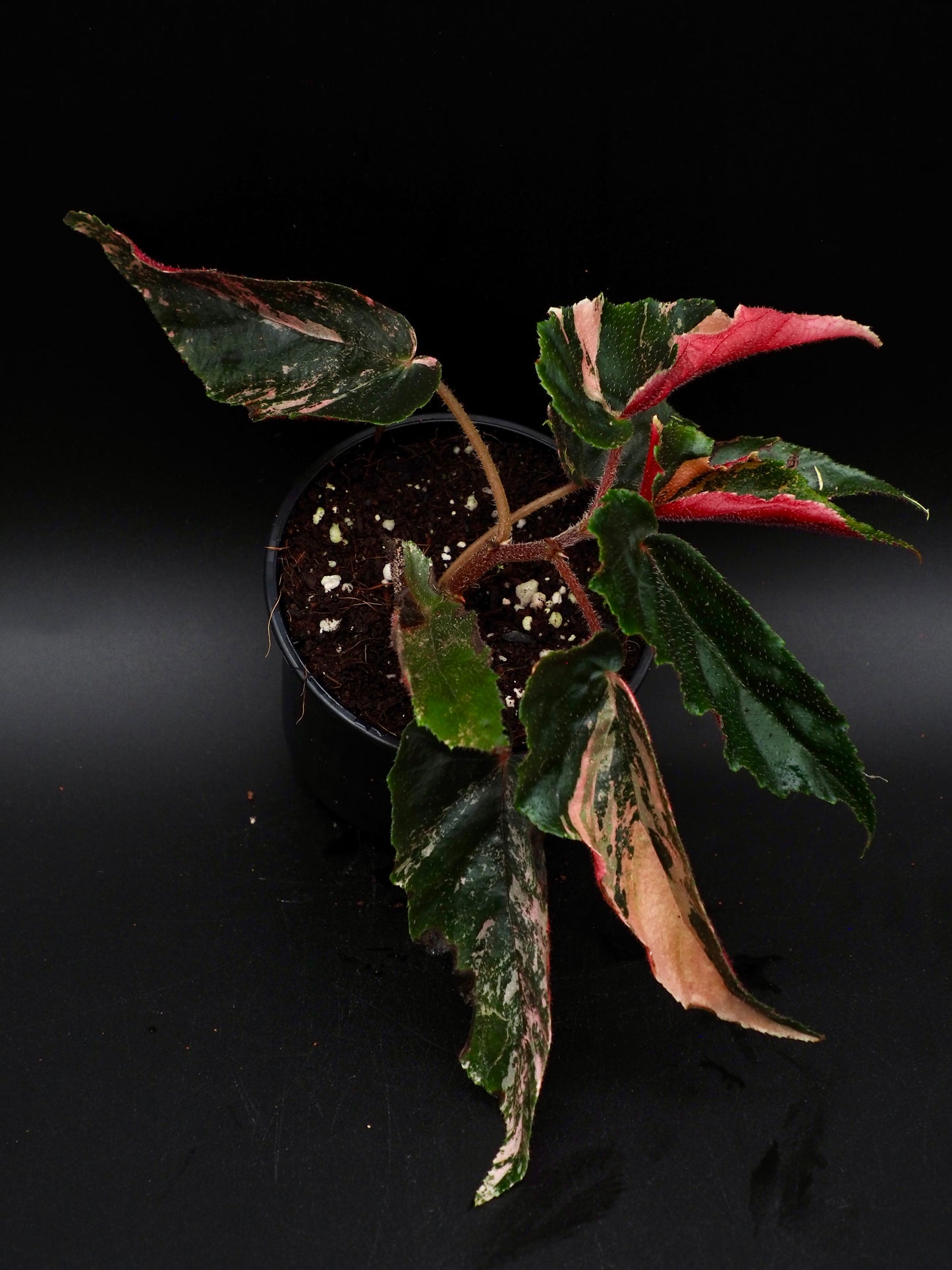 Bégonia Ginny Galaxy