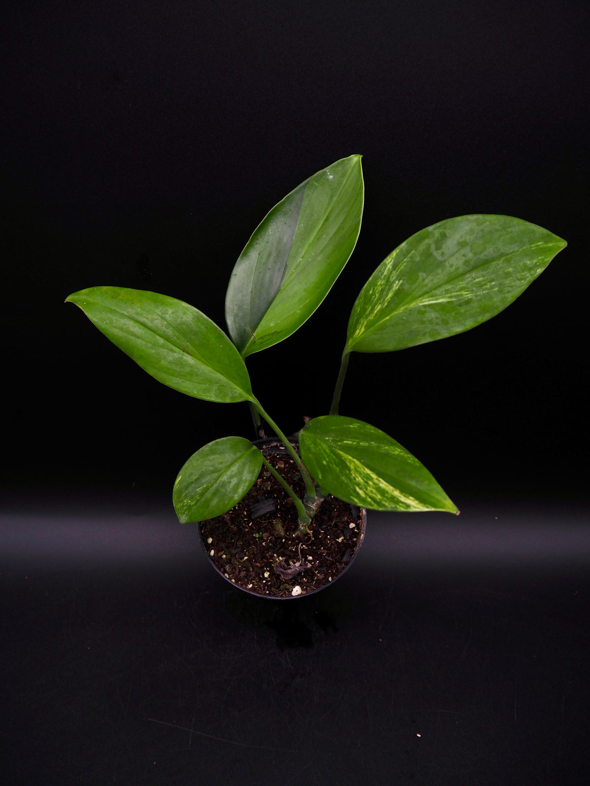 Rhaphidophora Decursiva Aurea Variegata