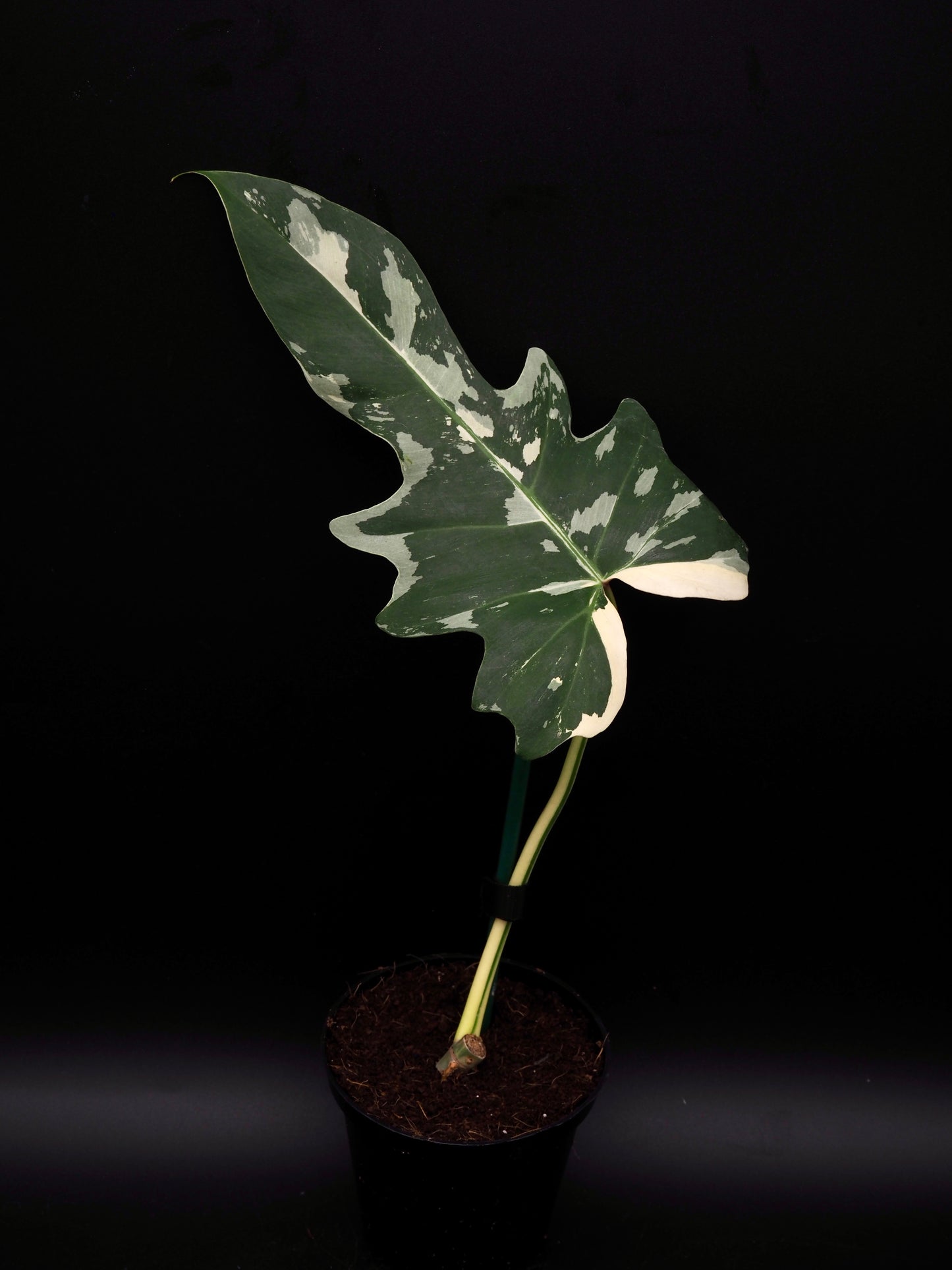 Philodendron Golden Dragon Variegata