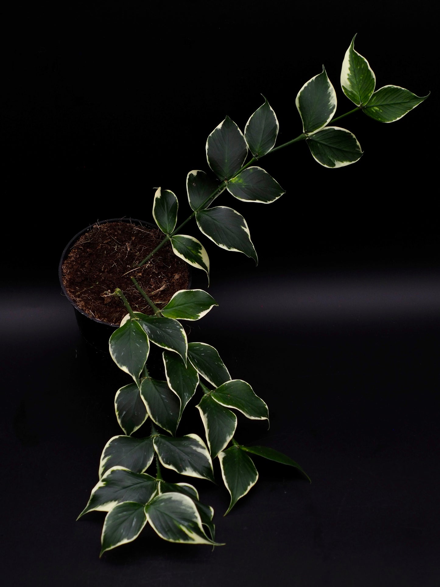 Hoya Polyneura Variegata