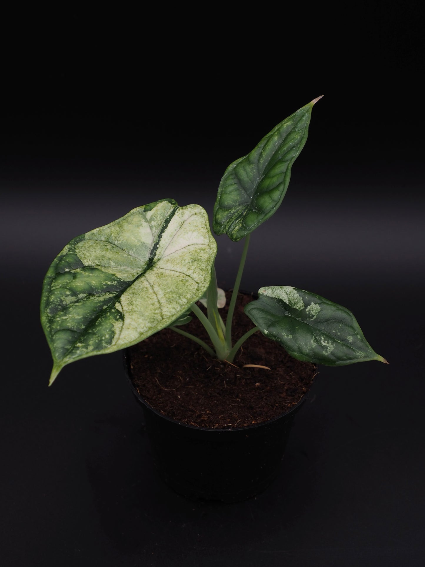 Écaille de dragon Alocasia Albo Variegata