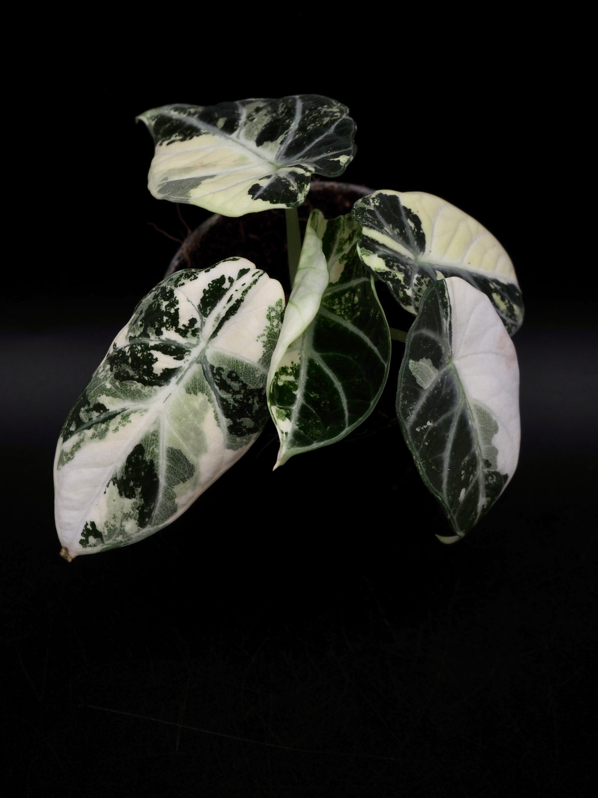 Alocasia Ninja Albo