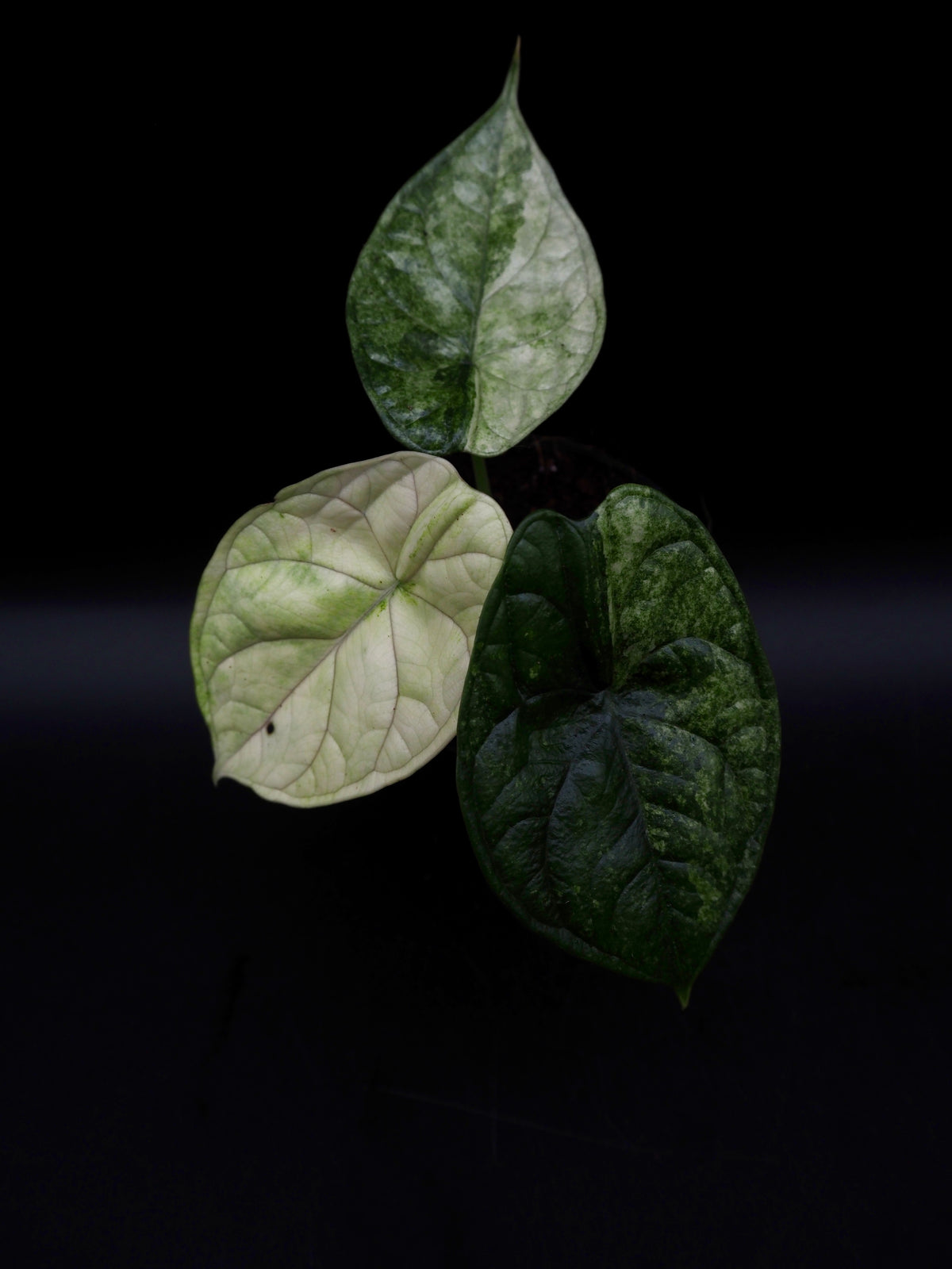 Alocasia Aegis Mint Variegata