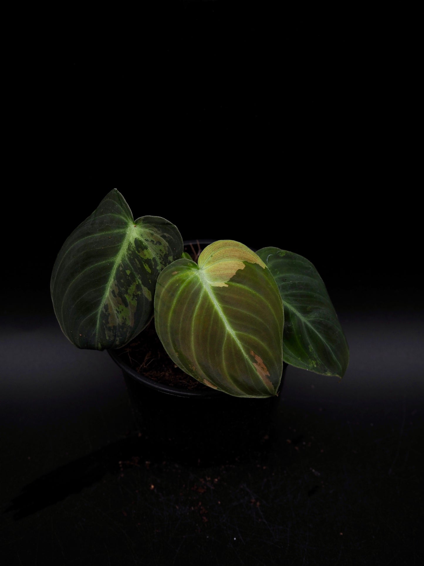 Philodendron Melanochrysum Variegata