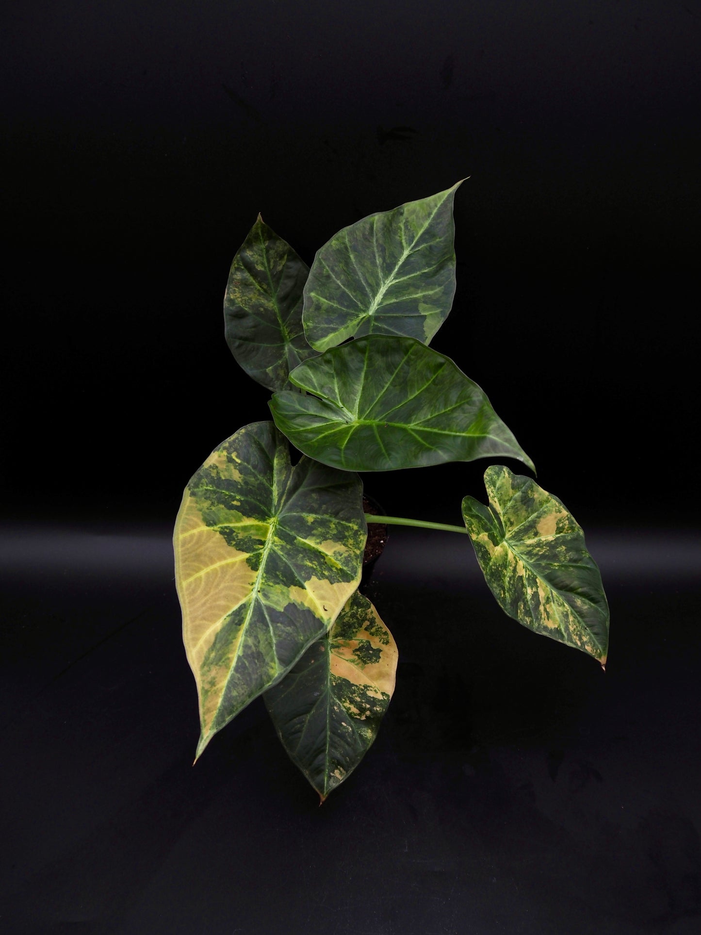 Alocasia Regal Shield Aurea
