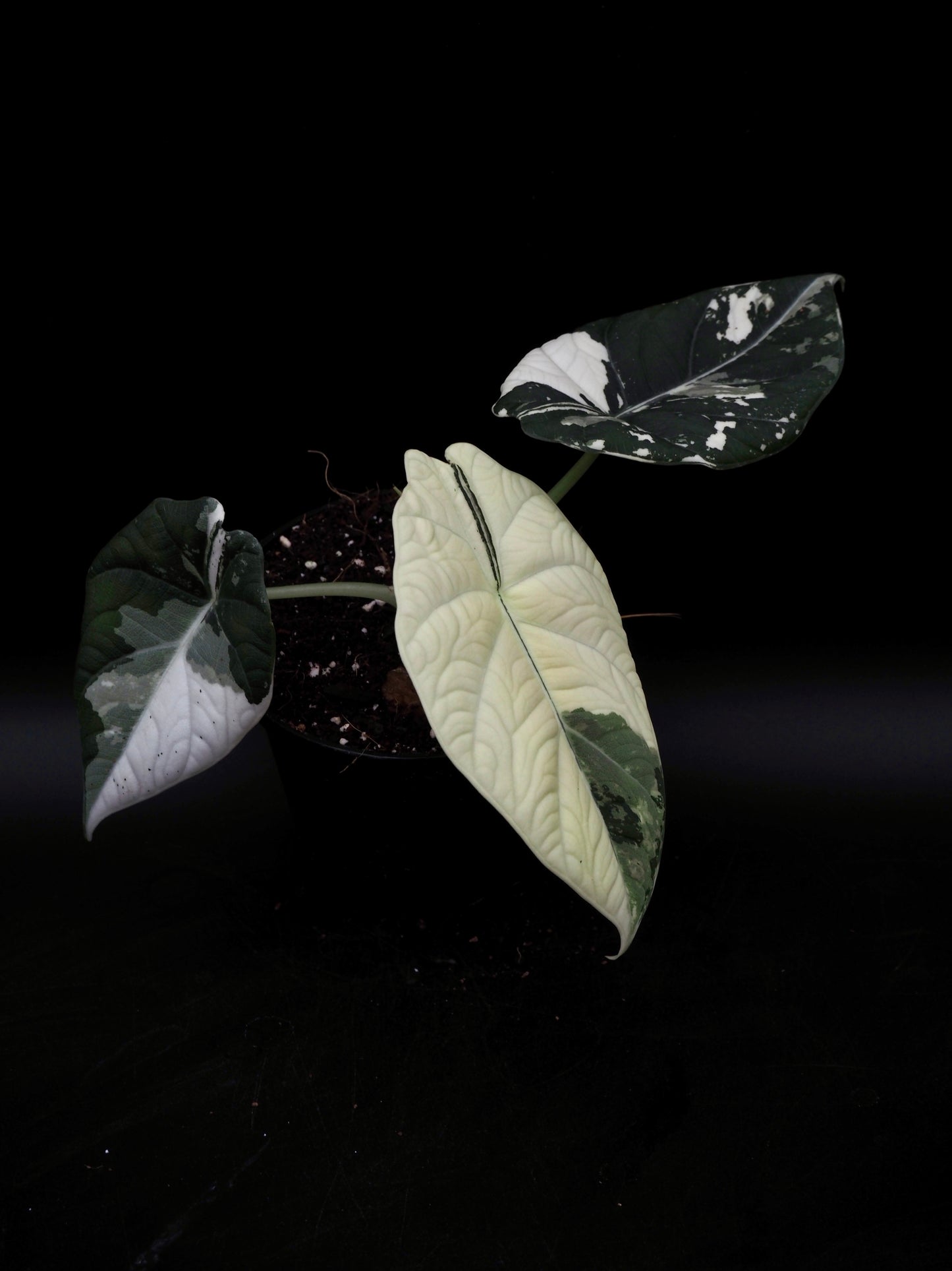 Alocasia Maharani Albo Variegata