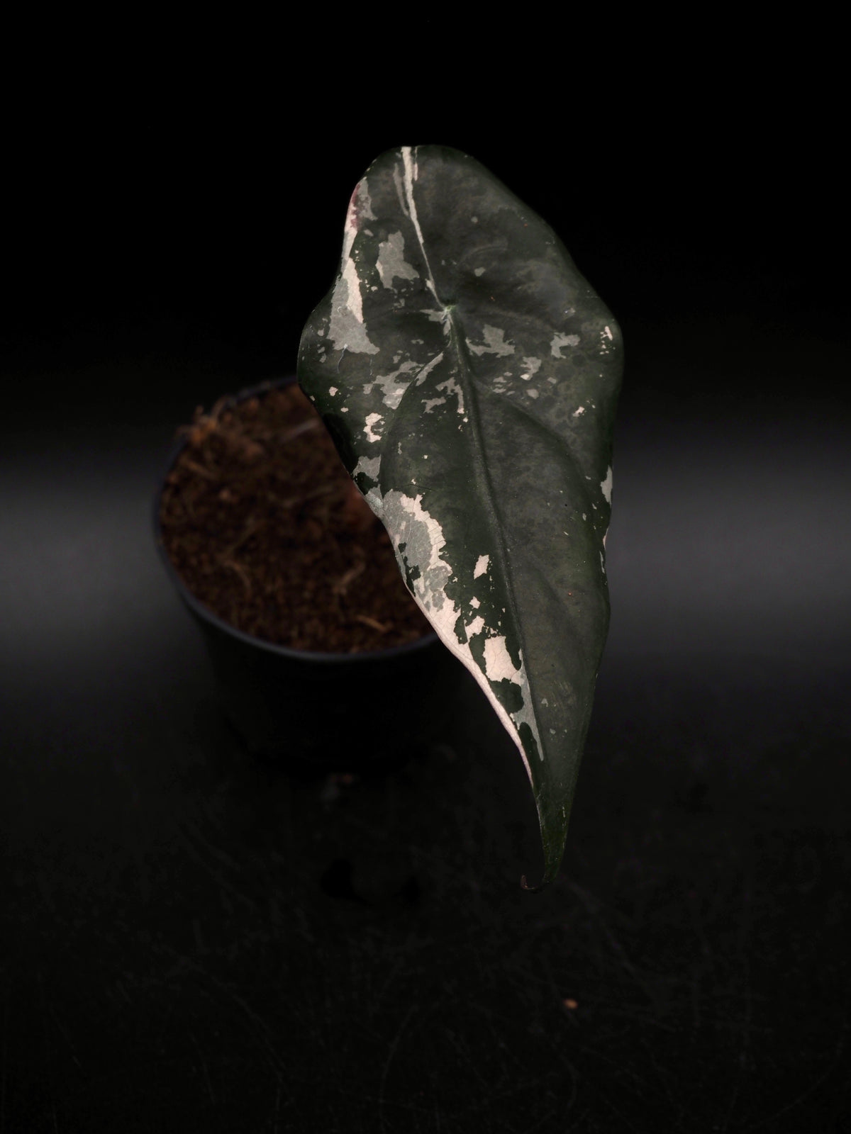 Alocasia Chantrieri Pink Variegata