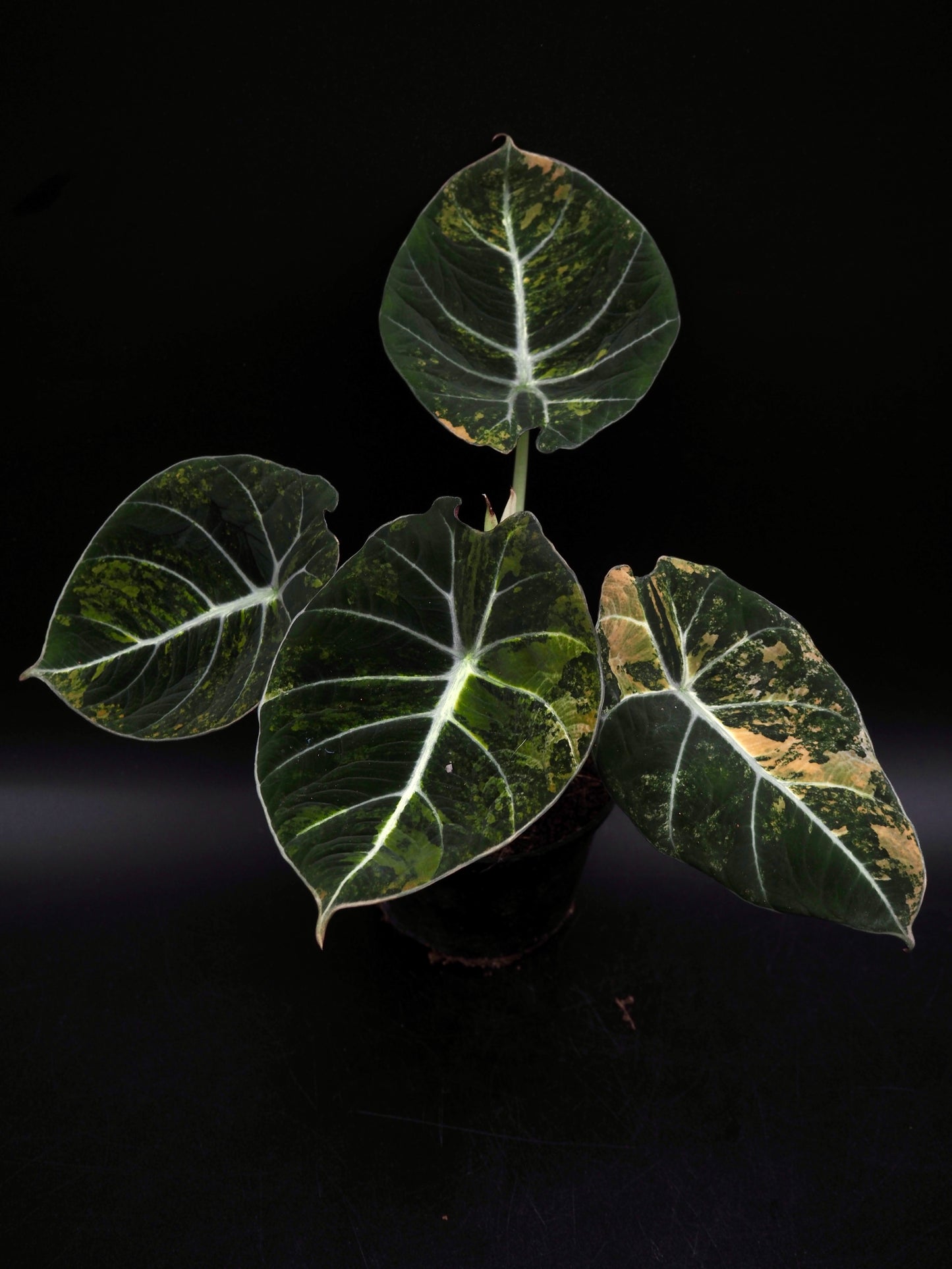 Alocasia Black Velvet Gold