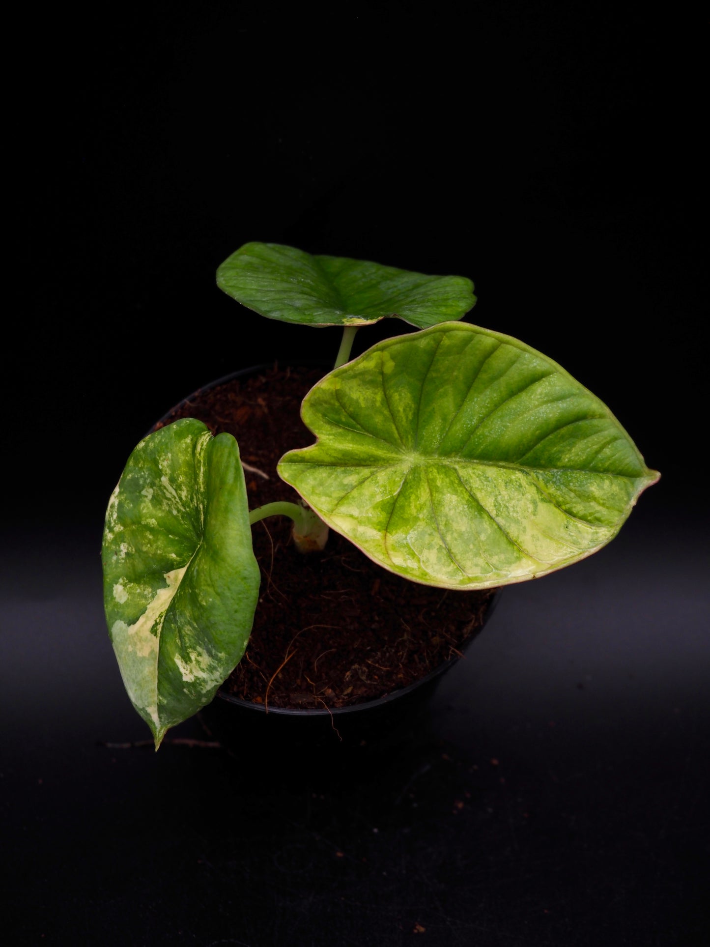 Alocasia Nebula Aurea