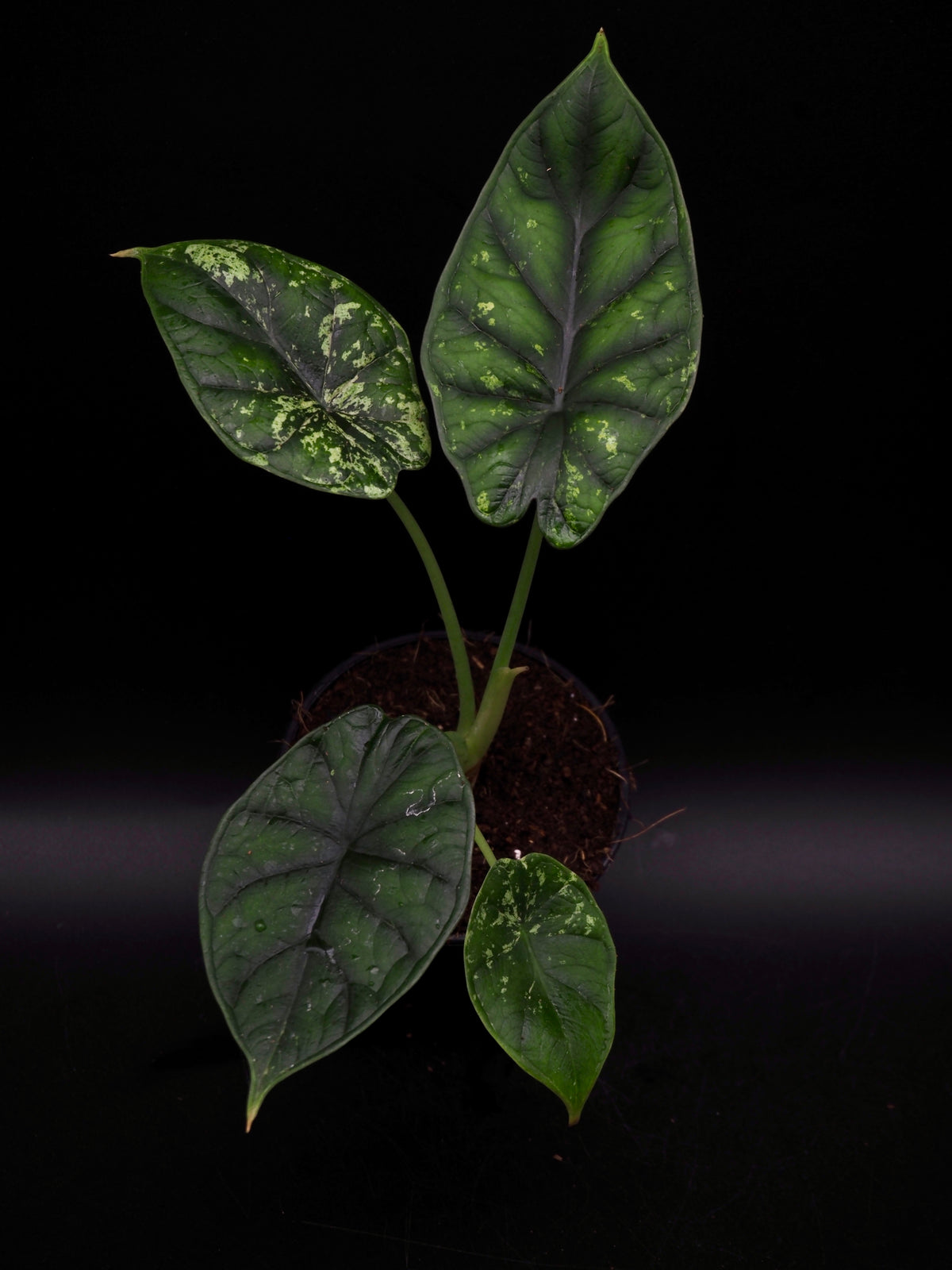 Alocasia Dragon Scale Mint Variegata