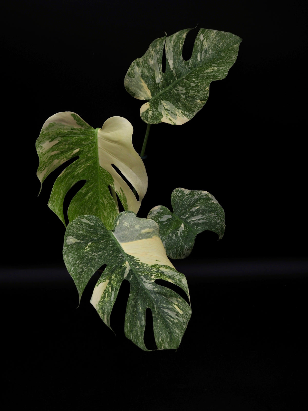Monstera Thai Constellation Legacy