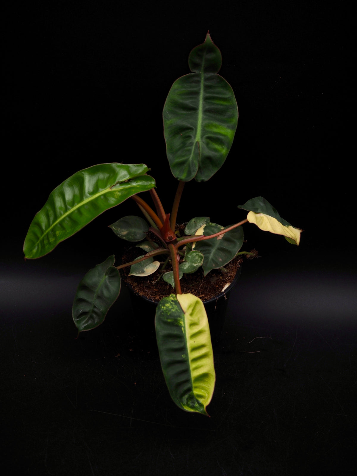 Philodendron Billietiae Variegata