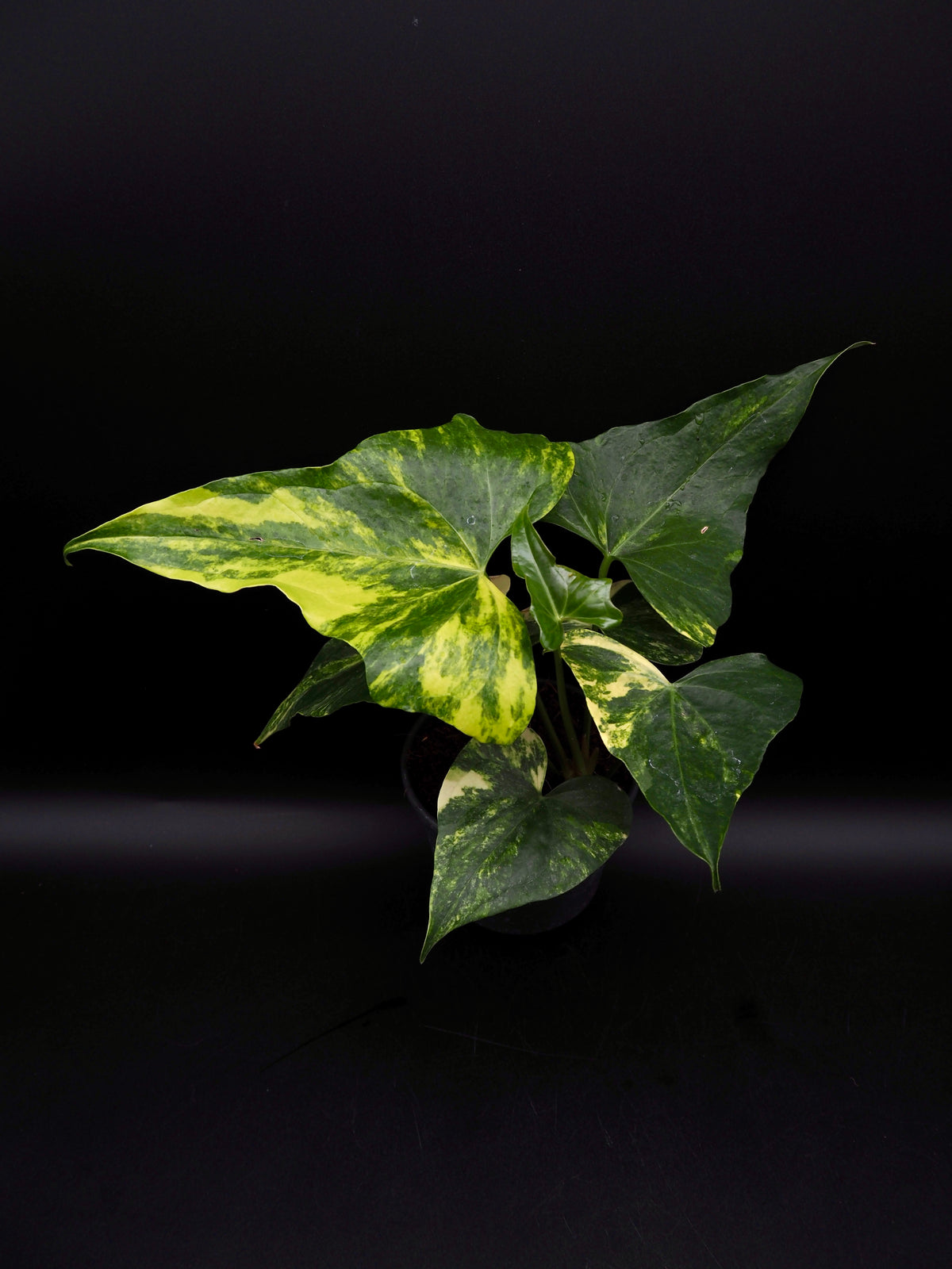 Anthurium Pterodactyl Variegata
