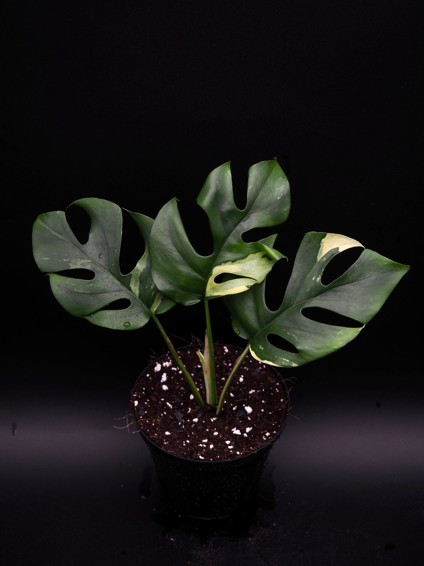 Rhaphidophora Tetrasperma Variegata