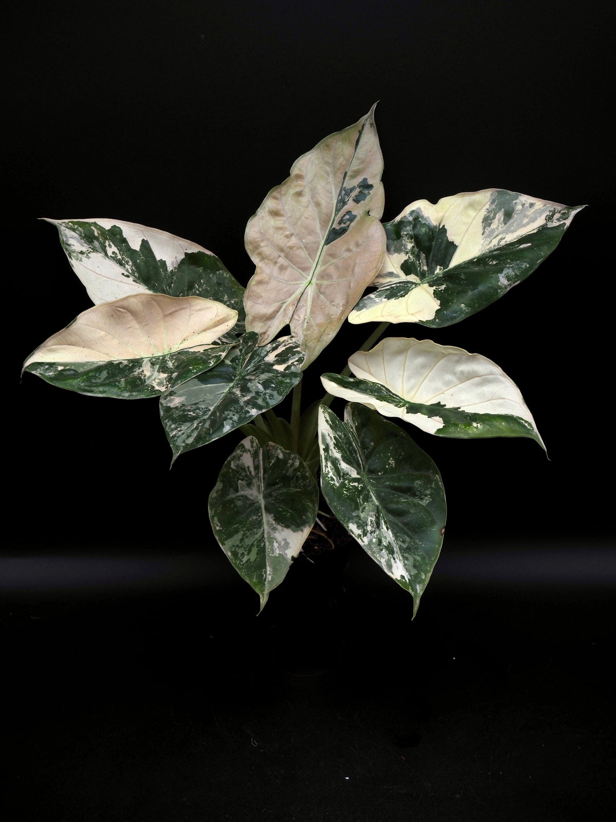 Alocasia Wentii Albo/Pink