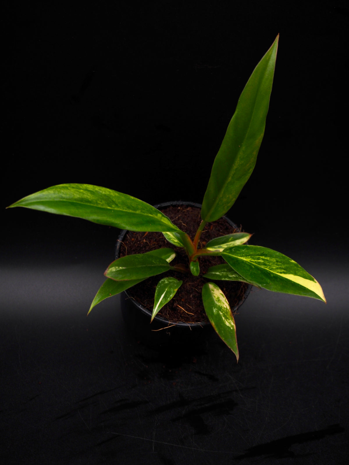 Philodendron Caramel Marble