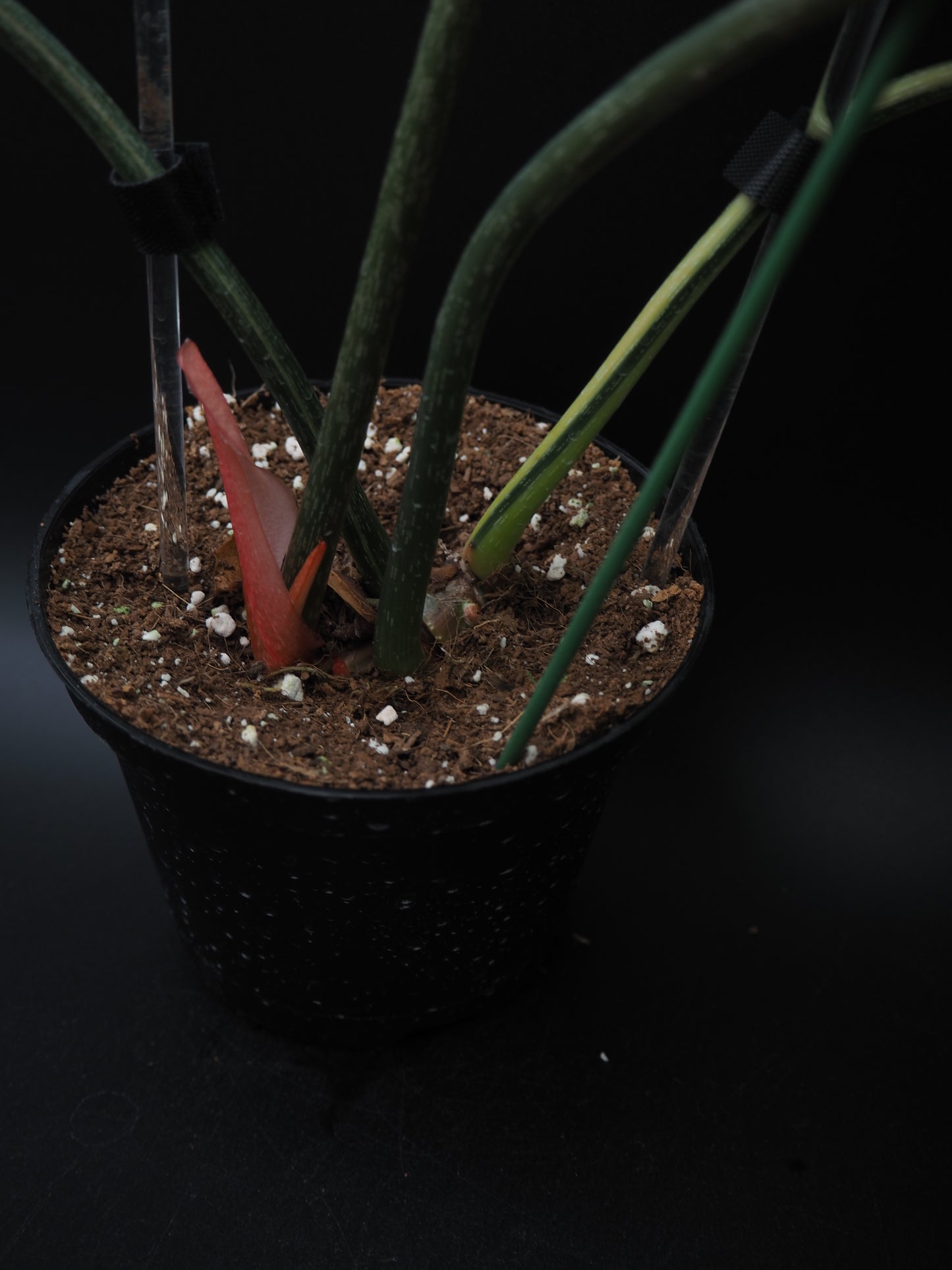 Philodendron Gloriosum Albo Variegata